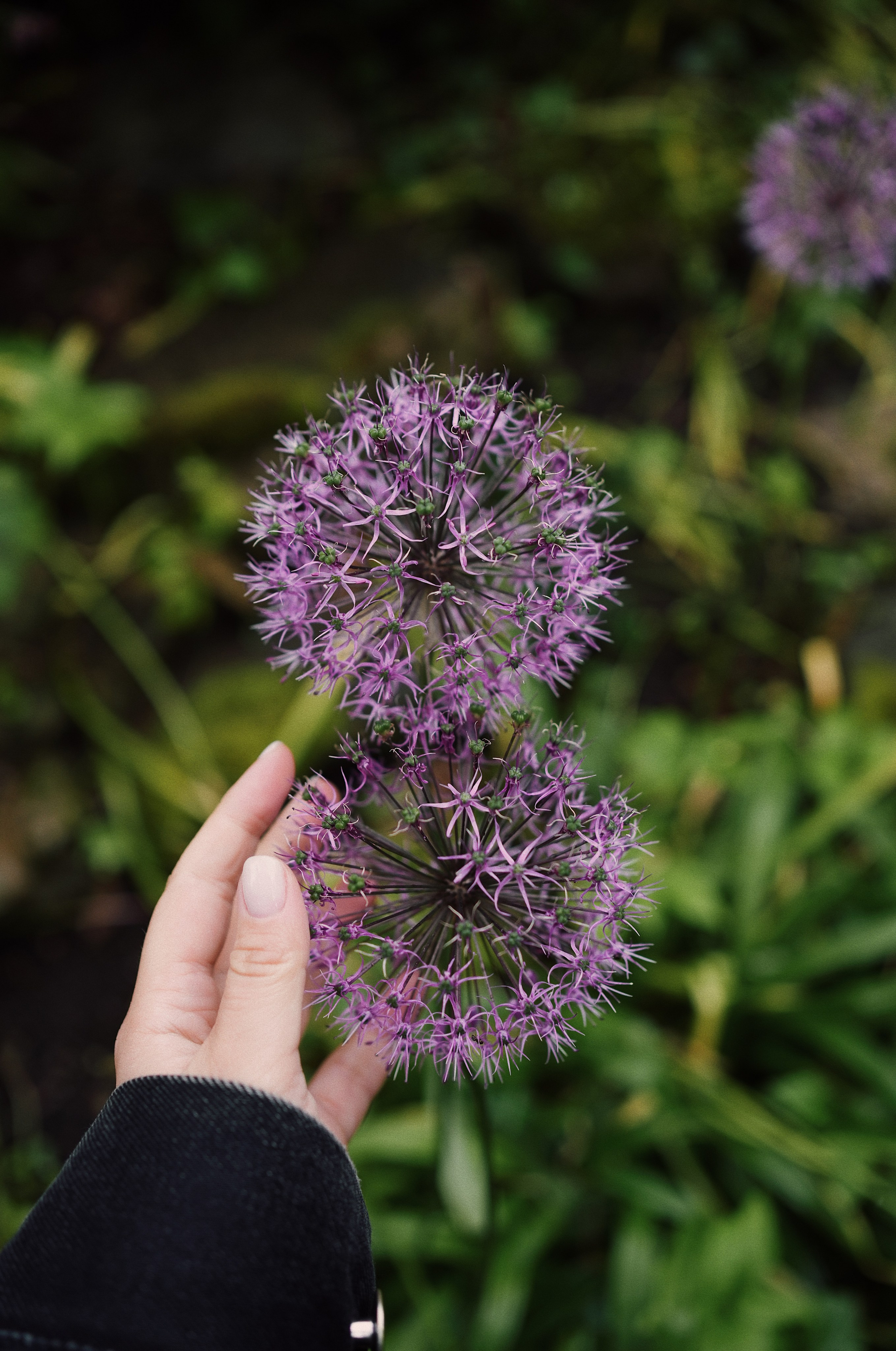 Botanical garden cards. Ксения Копна. Фотограф из Санкт-Петербурга