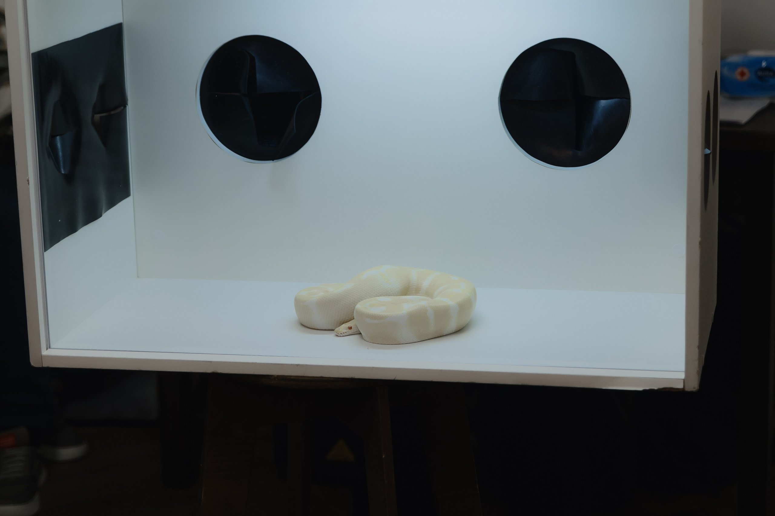 Открытие нового пространства интерьерного салона L. DECO в феврале 2025. L. Deco интерьерный салон. Краски/обои/лепной декор