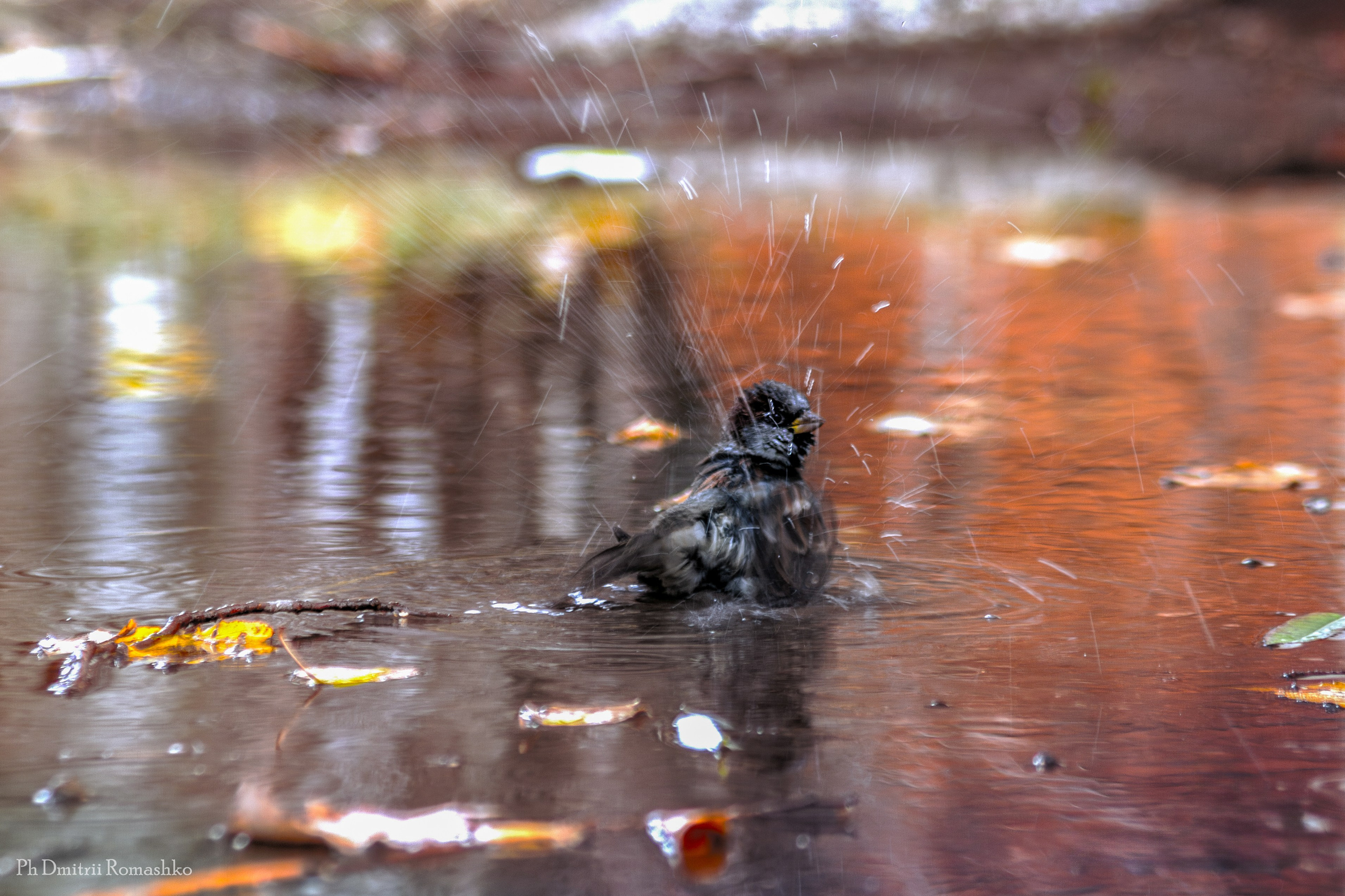 Анималистка. Фотограф Дмитрий Ромашко