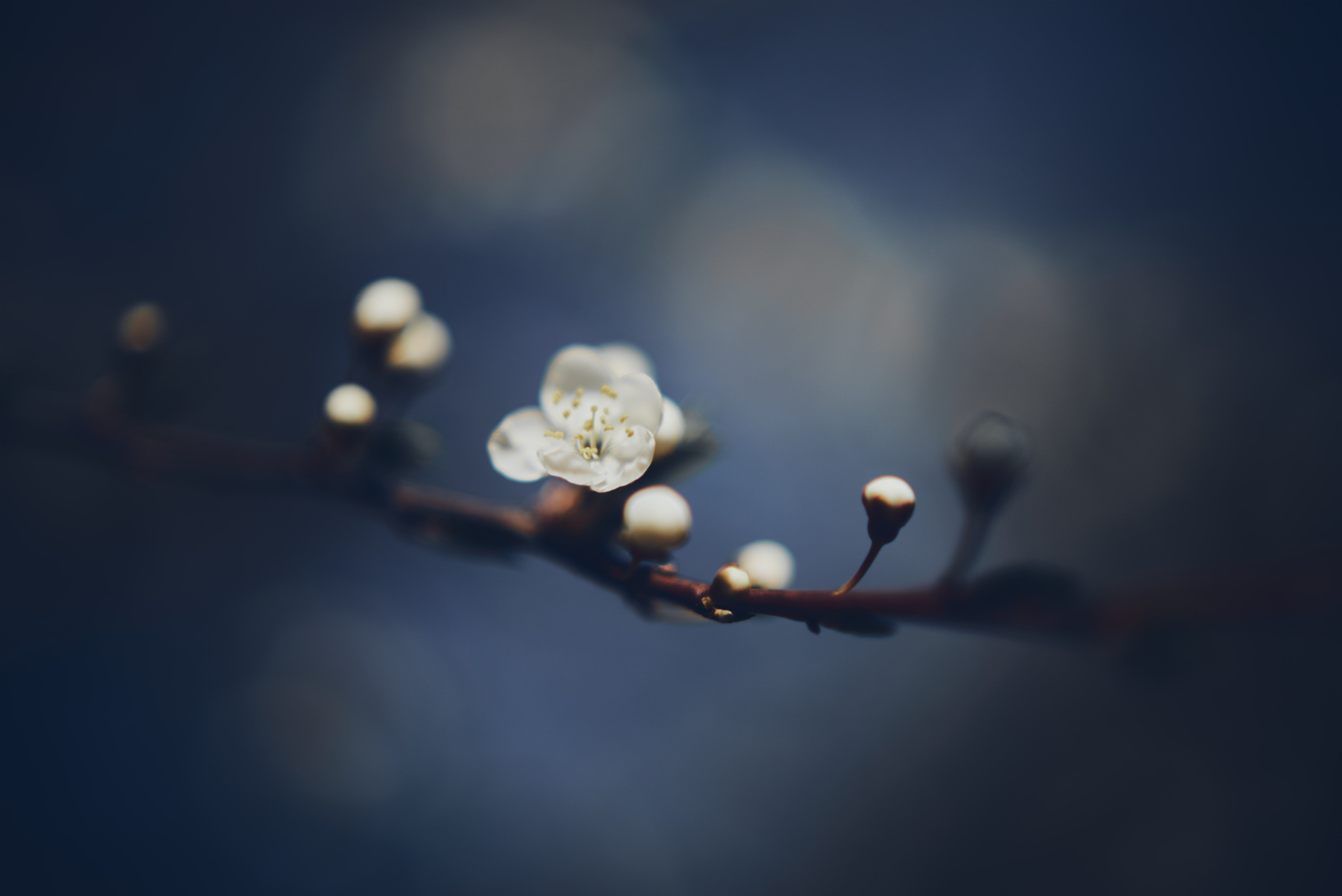 Sakura time