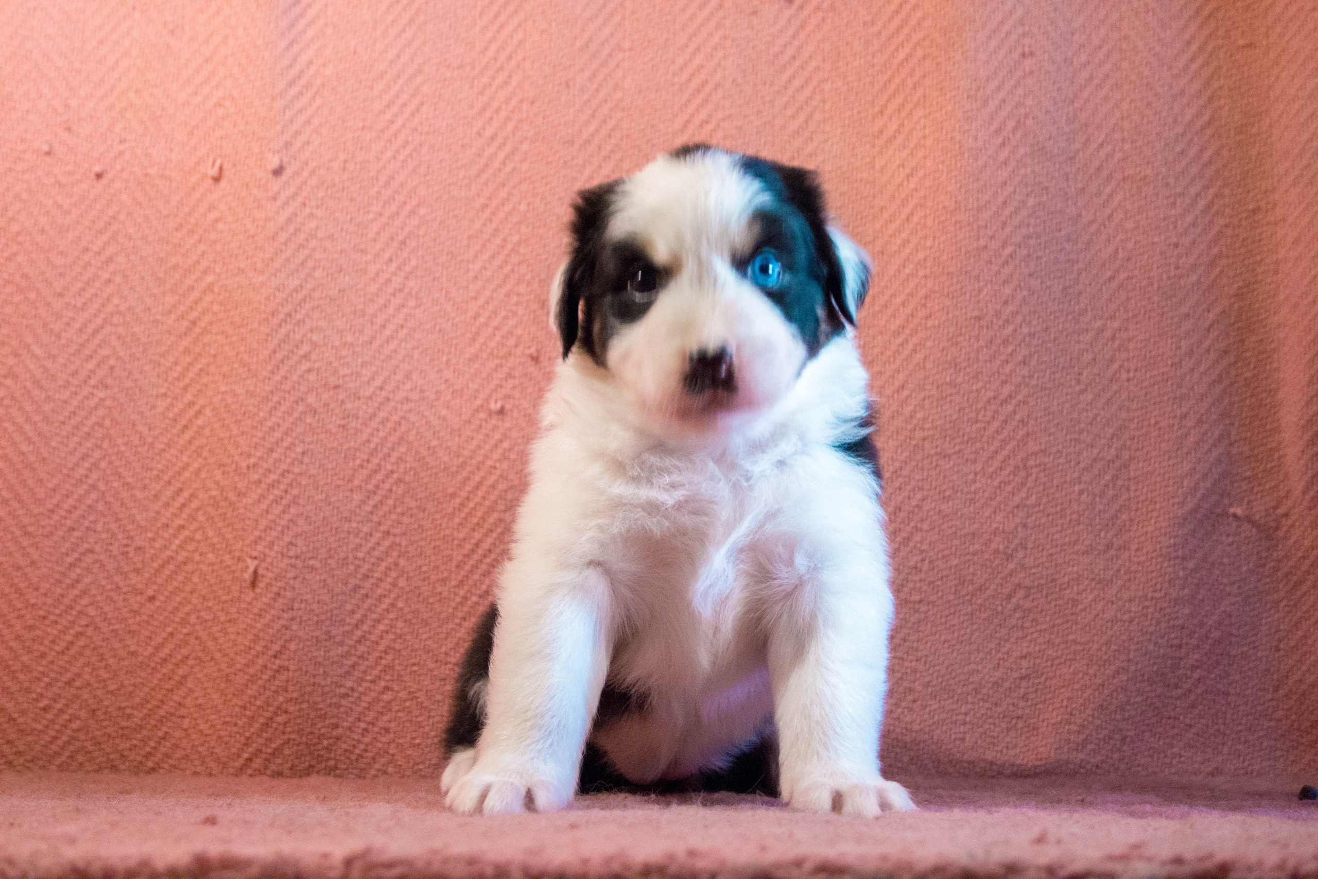 Синдра. BLGKV питомник собак