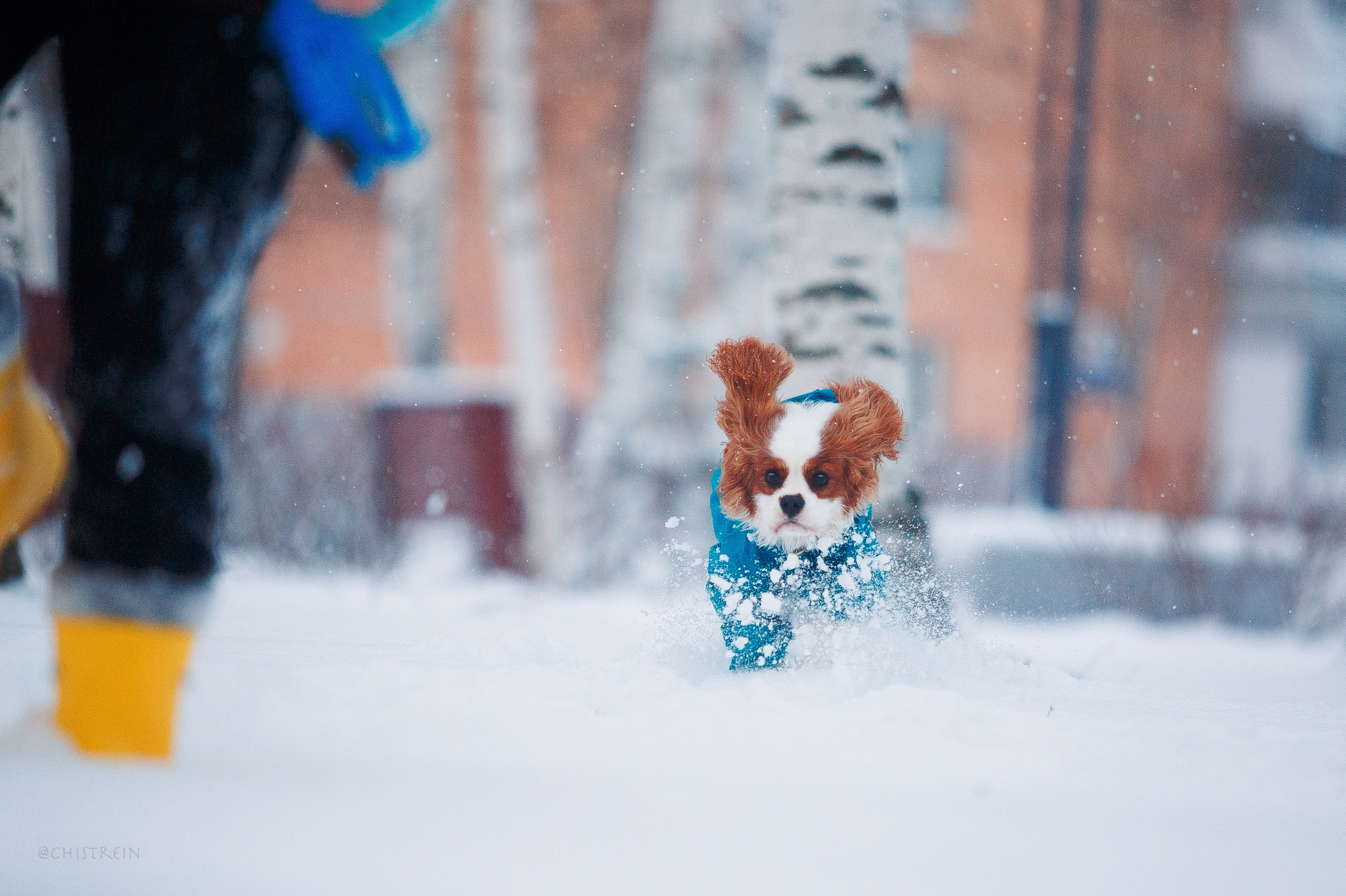 Внезапно апрельская зима. Фотограф-анималист Наталия Чистюхина в г. Сосновый Бор и ЛО