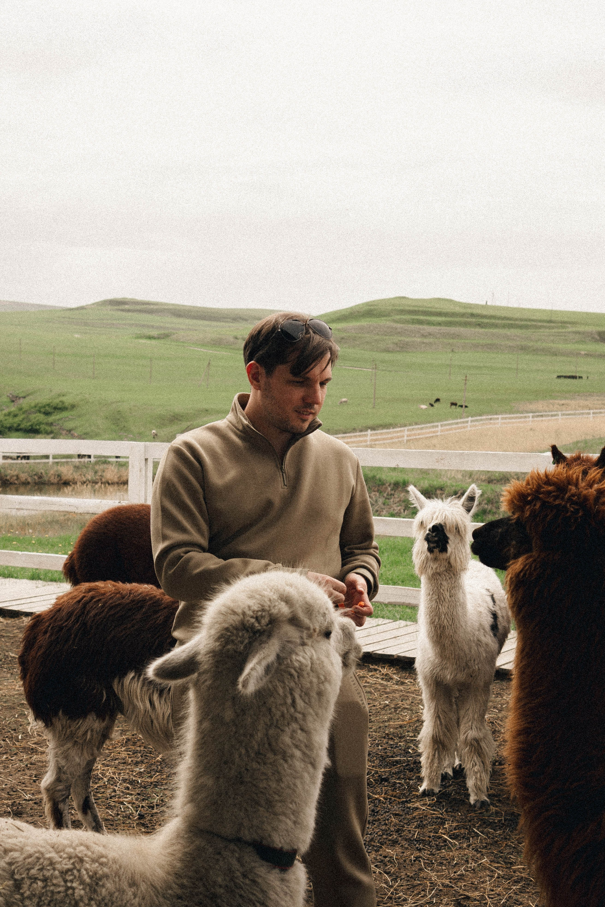 Ферма Альпак. Профессиональный фотограф, Санкт-Петербург — Виктория Богомолова