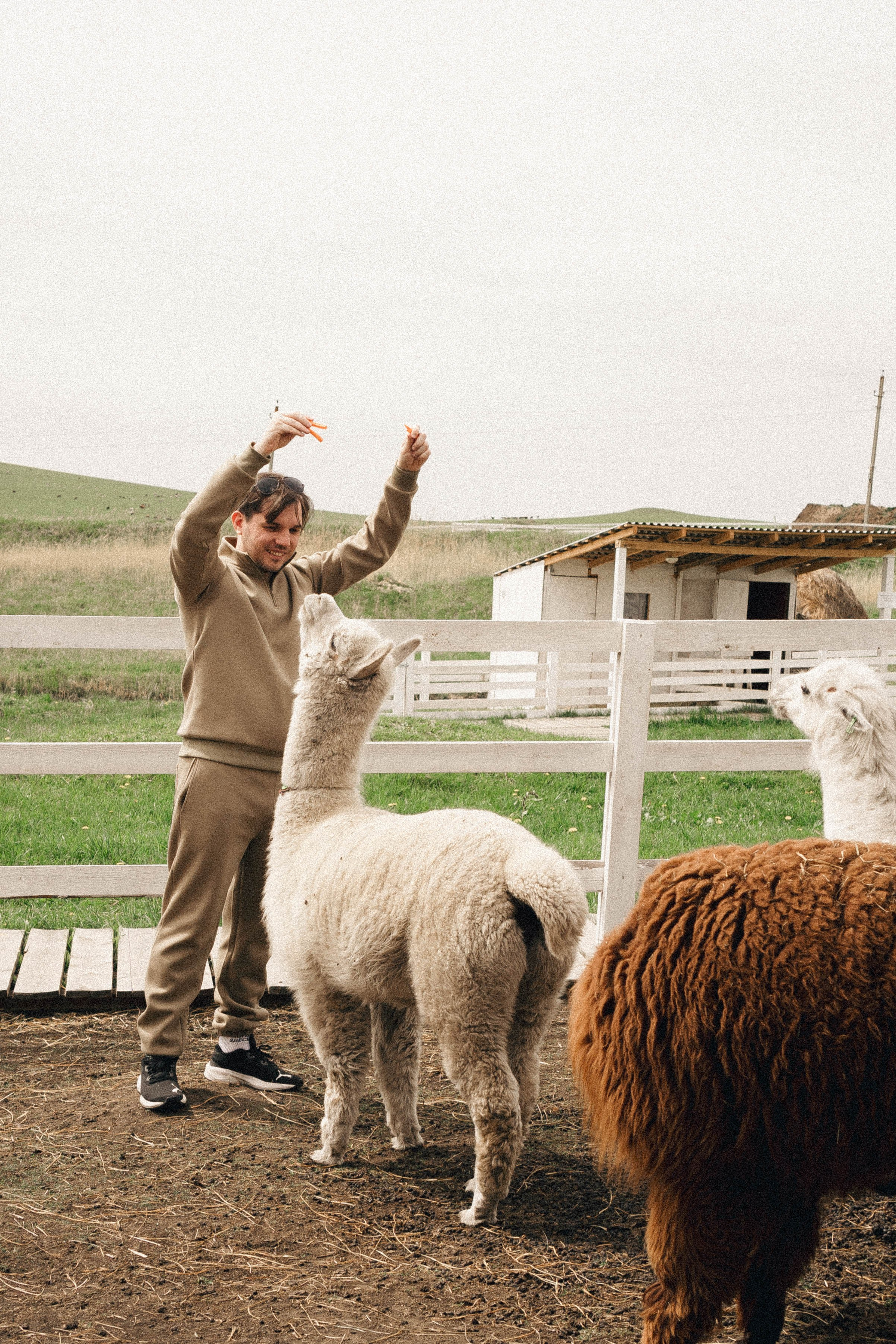 Ферма Альпак. Профессиональный фотограф, Санкт-Петербург — Виктория Богомолова