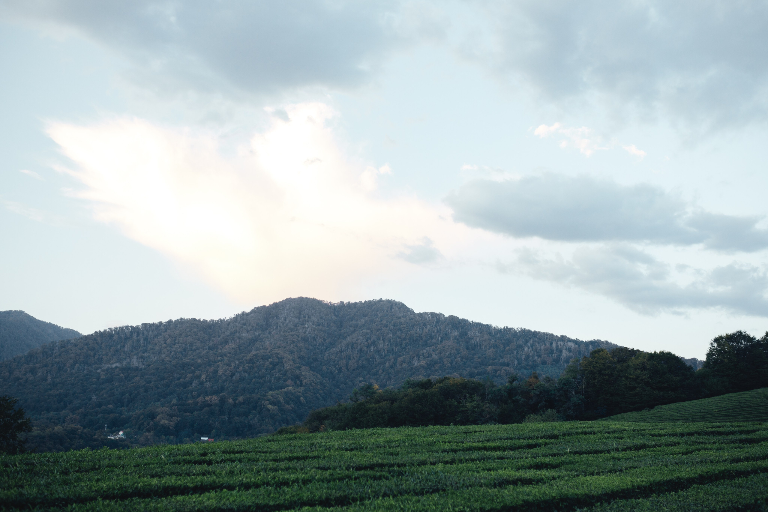 Саша «Закат на плантациях». Женский и семейный фотограф Ростов-на-Дону и Сочи