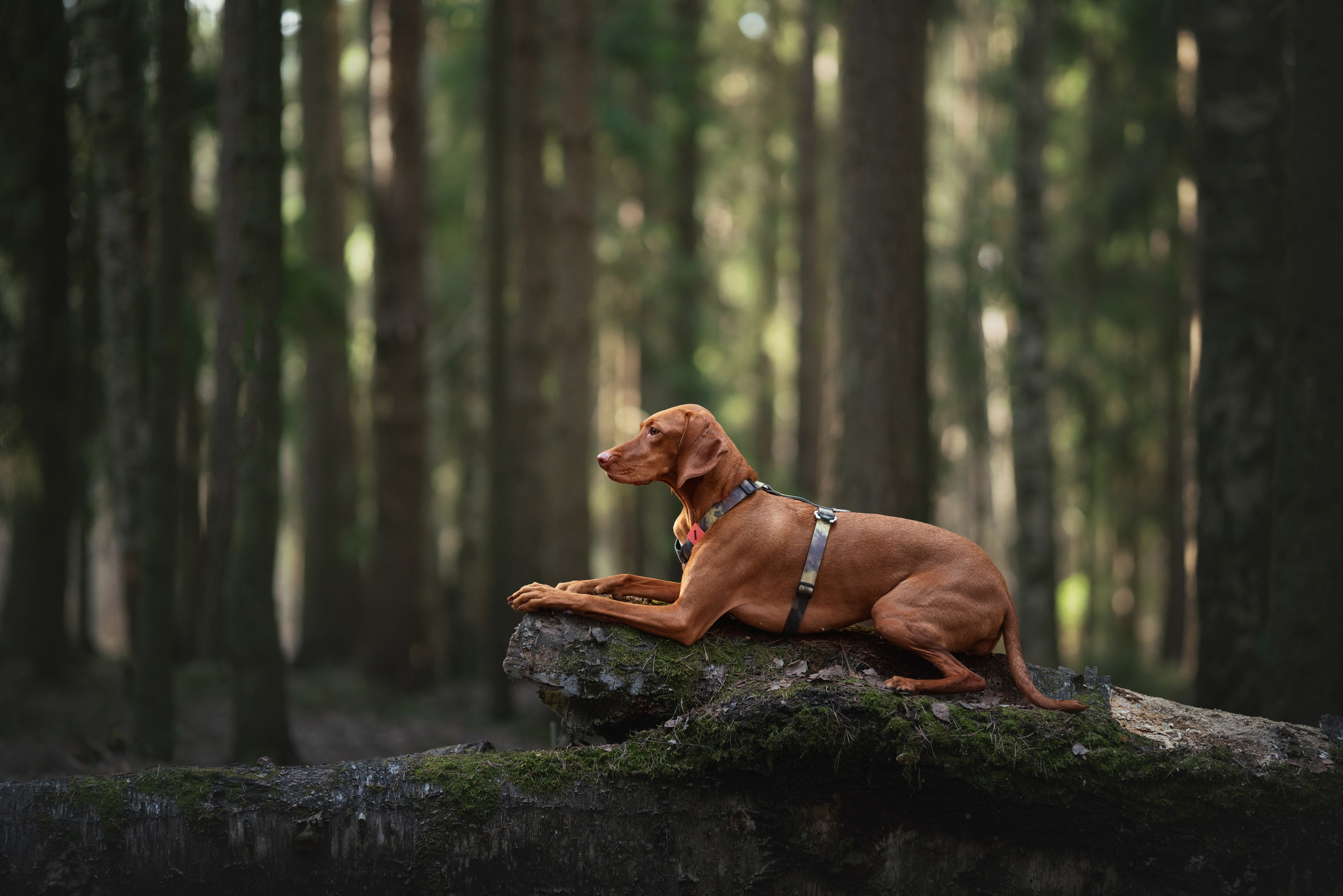 Трисс. Фотограф анималист Осипчикова Мария