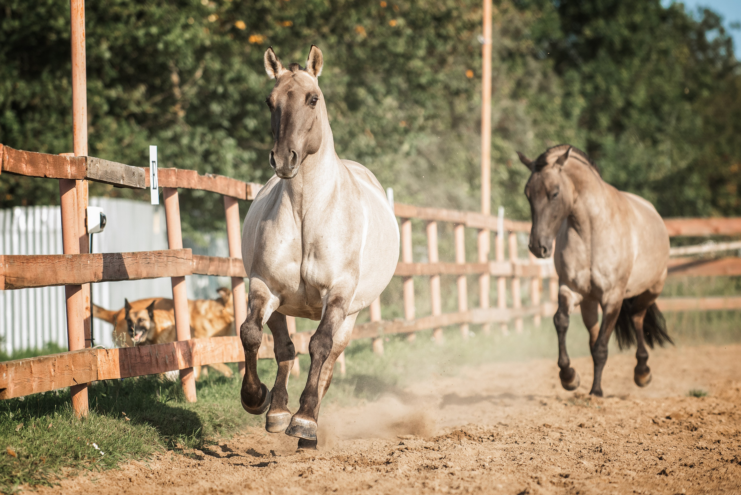 Катя SedlaMSK и Кася с Габи. Конный фотограф Куракина Дарья • Фотосессии с лошадьми