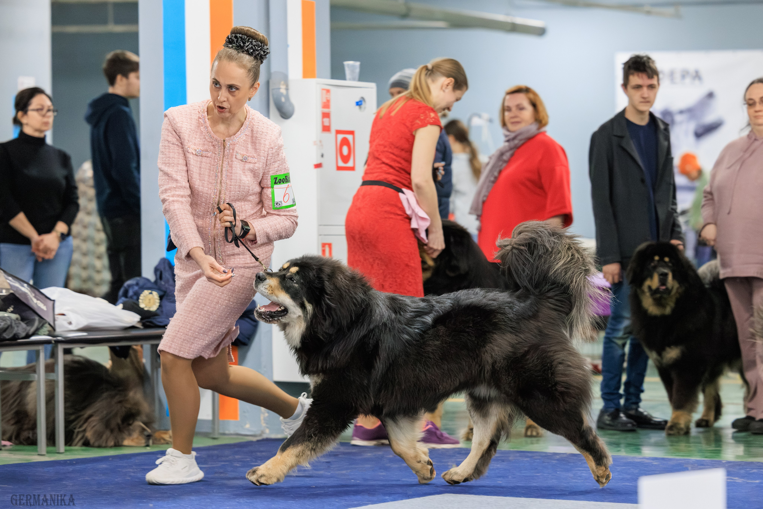 Сфера 08 и 10.03.2024 2хмоно ротвейлеров+2хмоно сао. Фотограф-анималист Юлия Германика