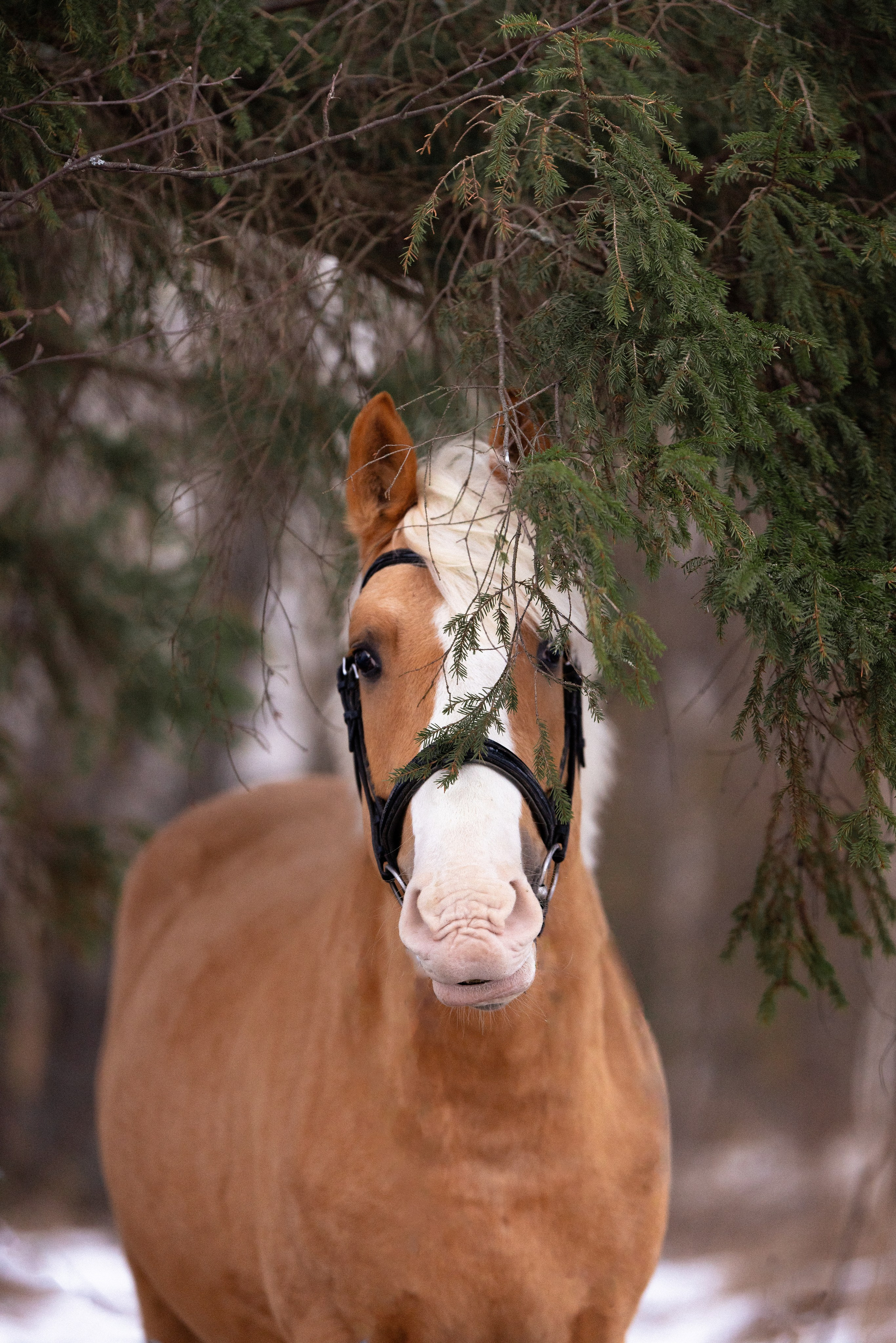 Бейкер. Фотограф и видеограф анималист Аганина Дарья