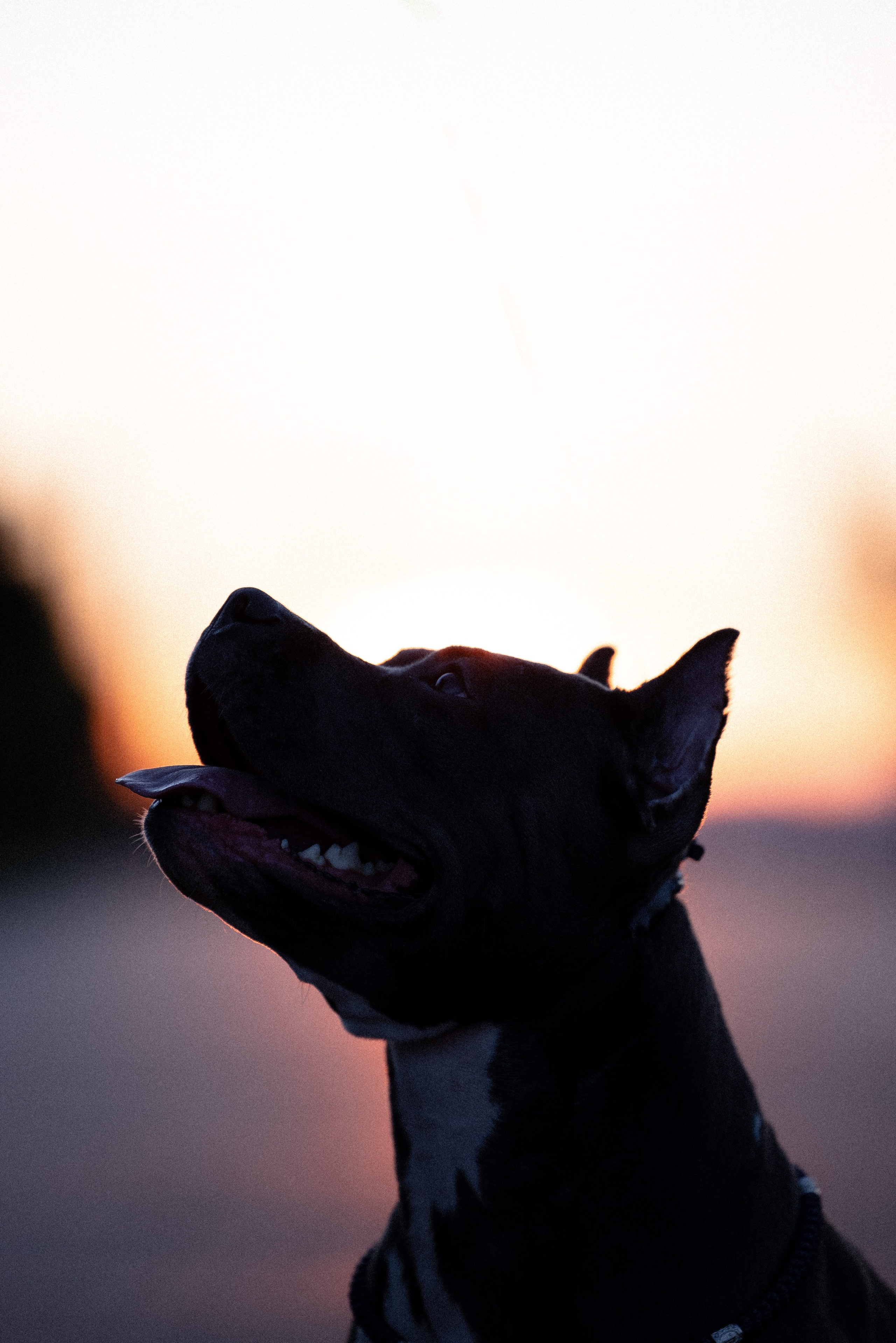 Катя, Леша, Лея и Трой. Фотограф и видеограф анималист Аганина Дарья