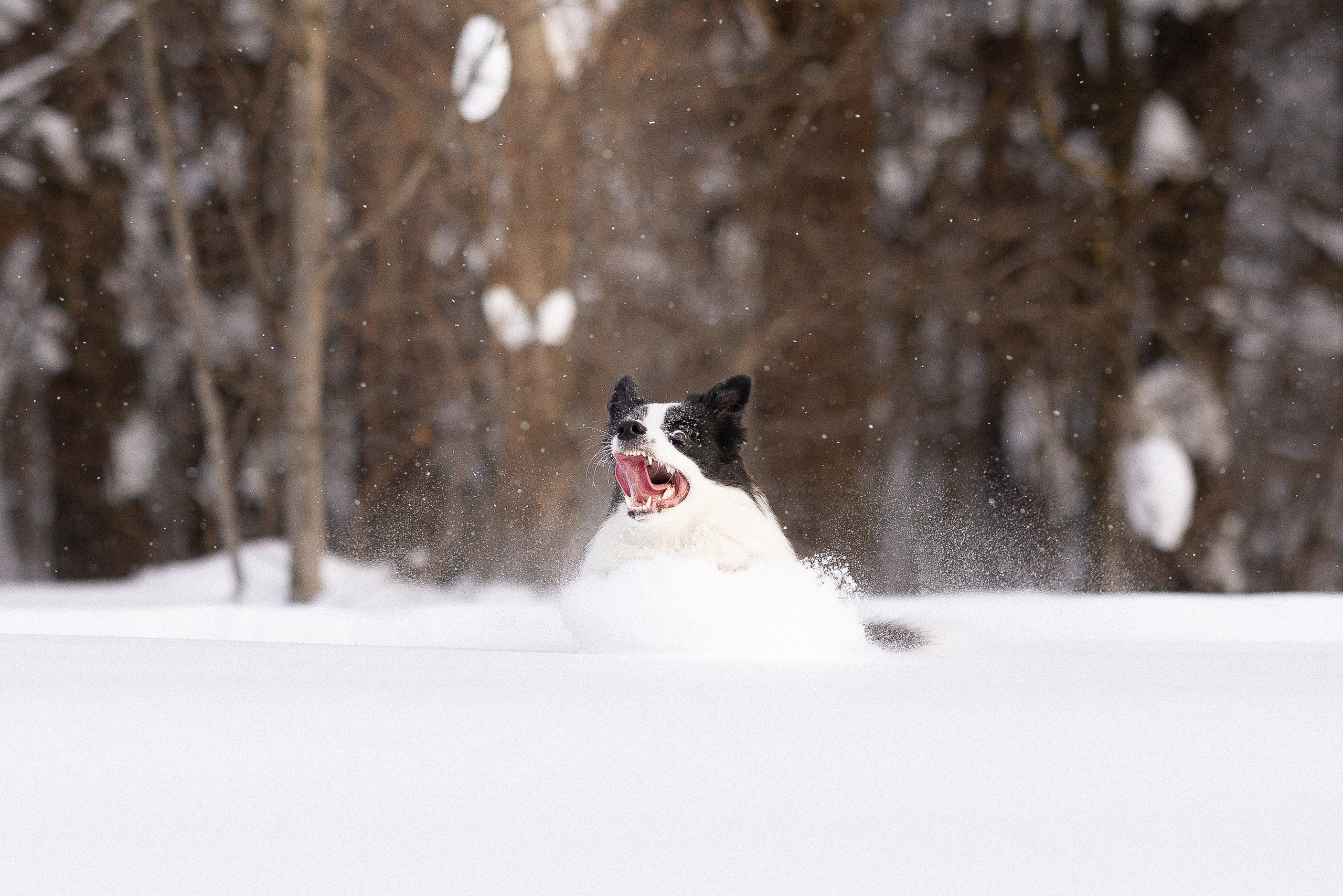 Лилия, Алексей и Ариана. Фотограф и видеограф анималист Аганина Дарья