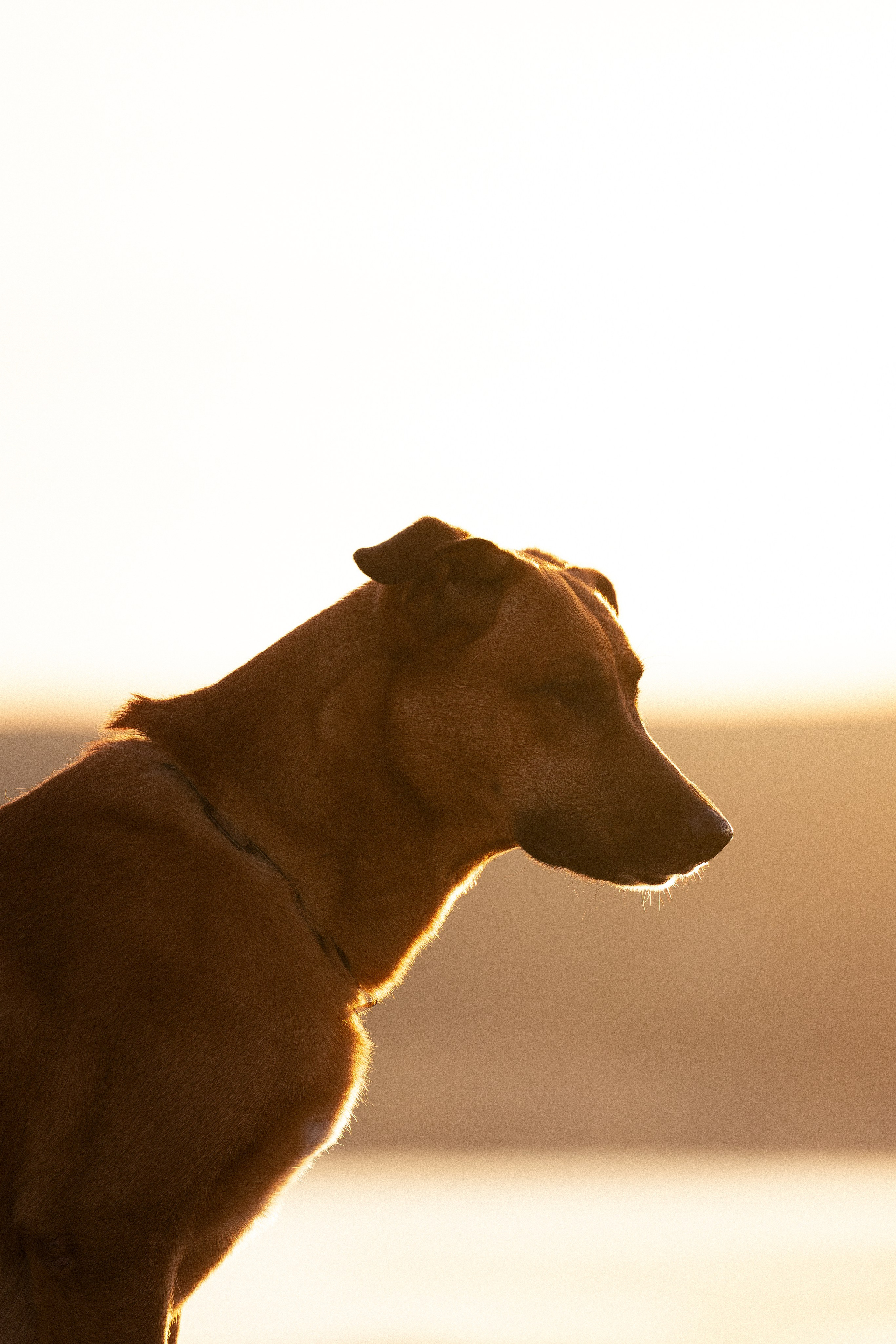 Кольский. Фотограф и видеограф анималист Аганина Дарья