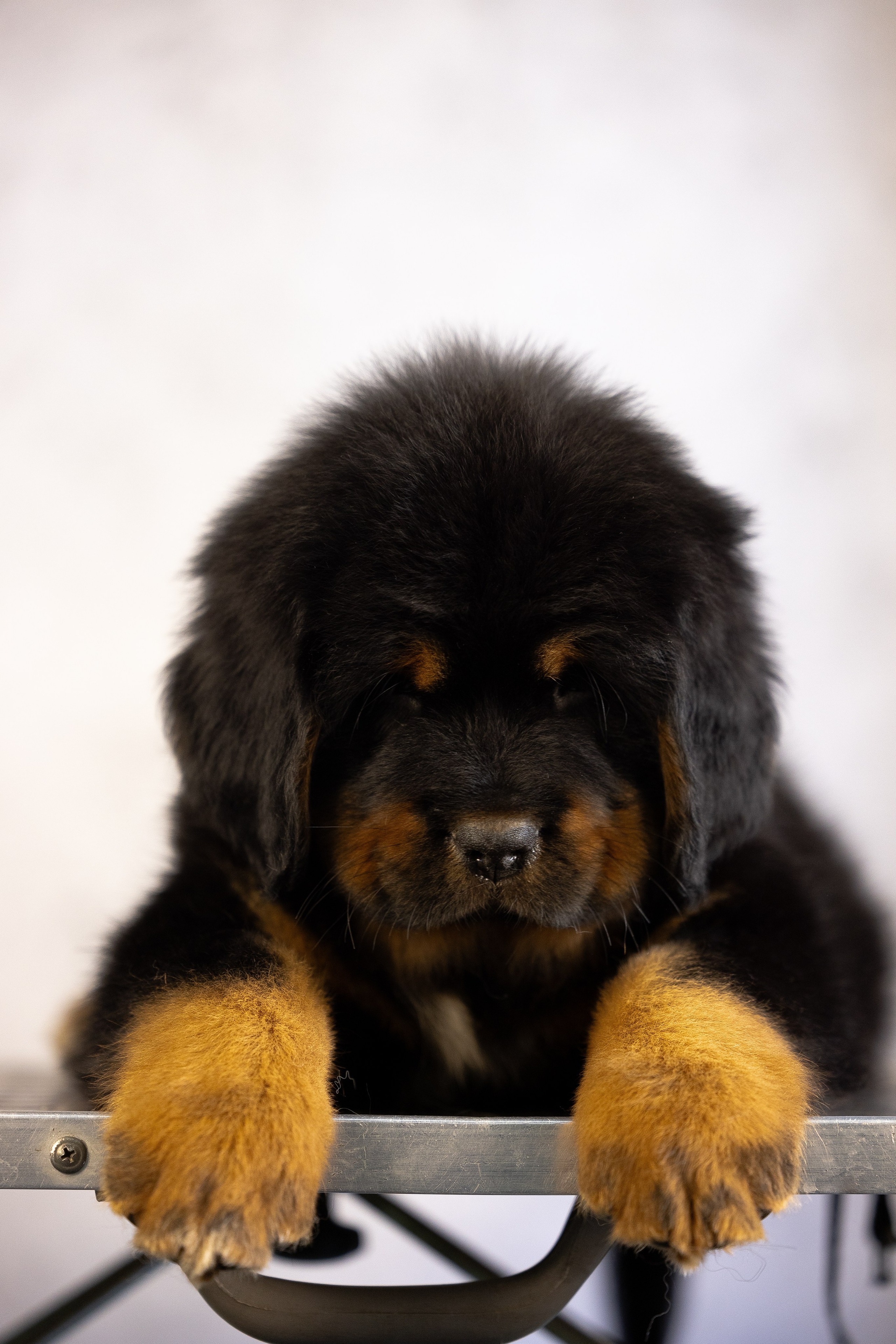 Тибетский мастиф. Фотограф и видеограф анималист Аганина Дарья