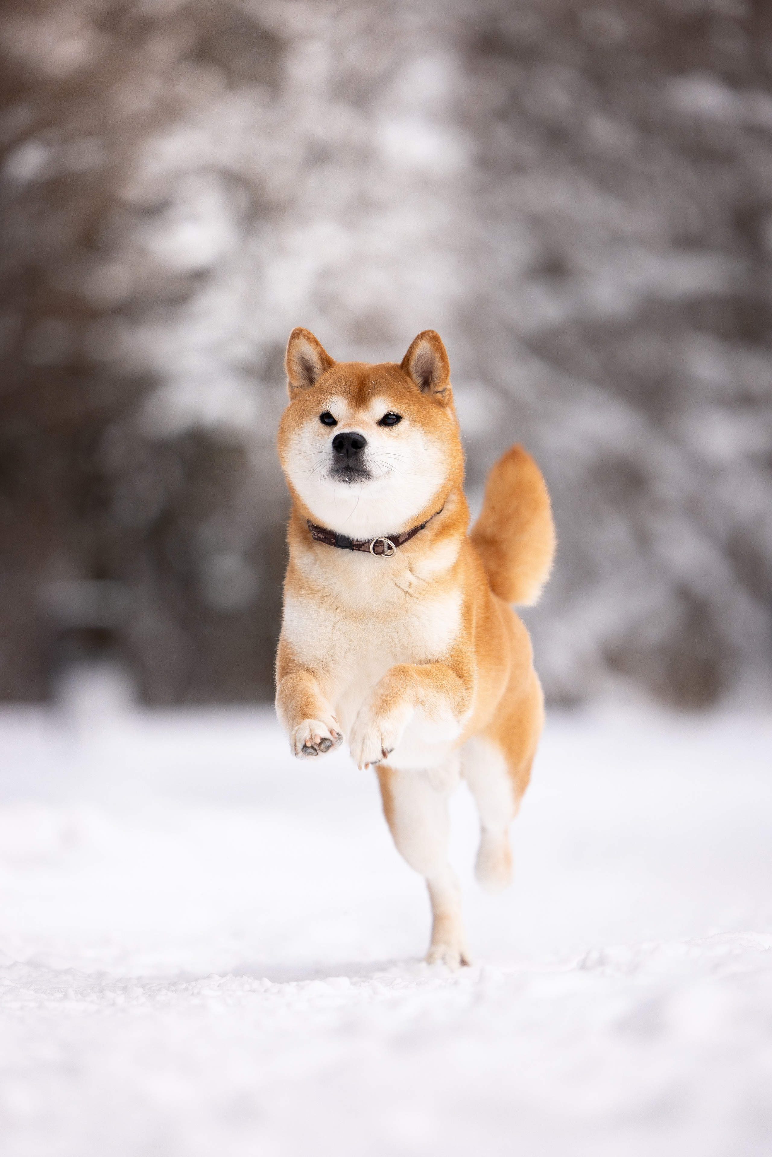 Юми, Серж и Тоши. Фотограф и видеограф анималист Аганина Дарья