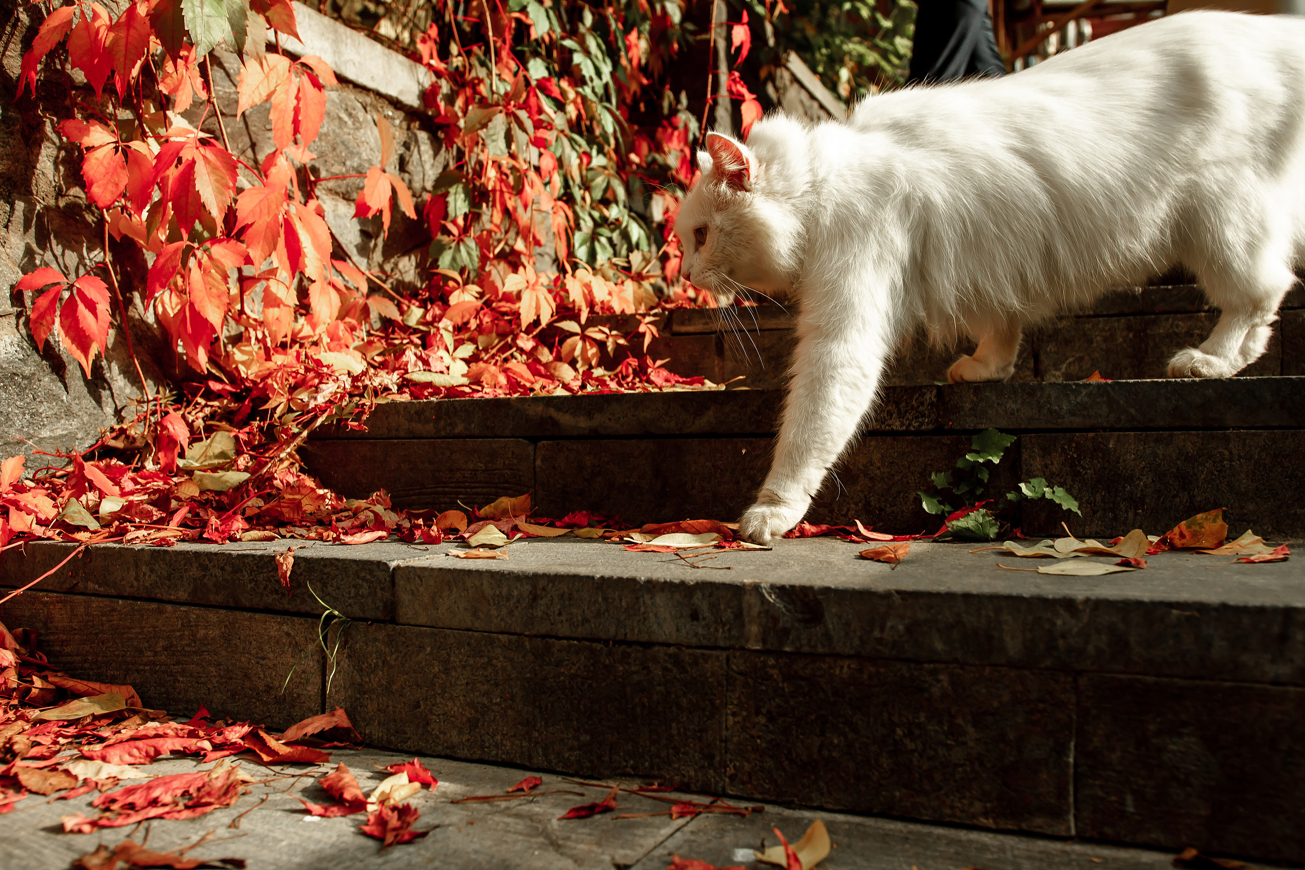 Вероника + Михаил. Фотограф в Батуми Павел Шарников