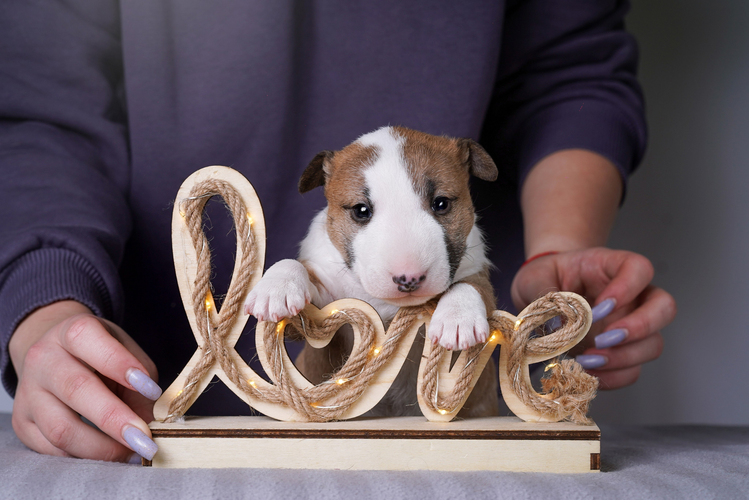 Щенки минибуля. Фотограф-анималист в Санкт-Петербурге Яна Мартынова
