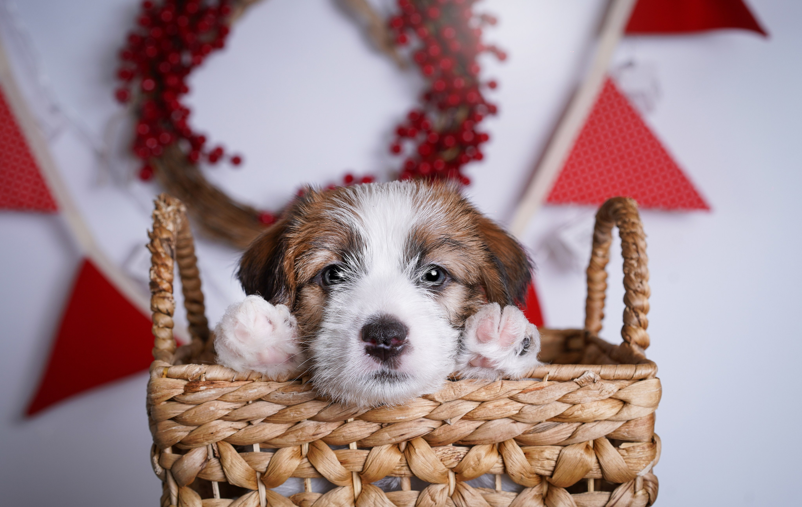 Щенки джек-рассела. Фотограф-анималист в Санкт-Петербурге Яна Мартынова