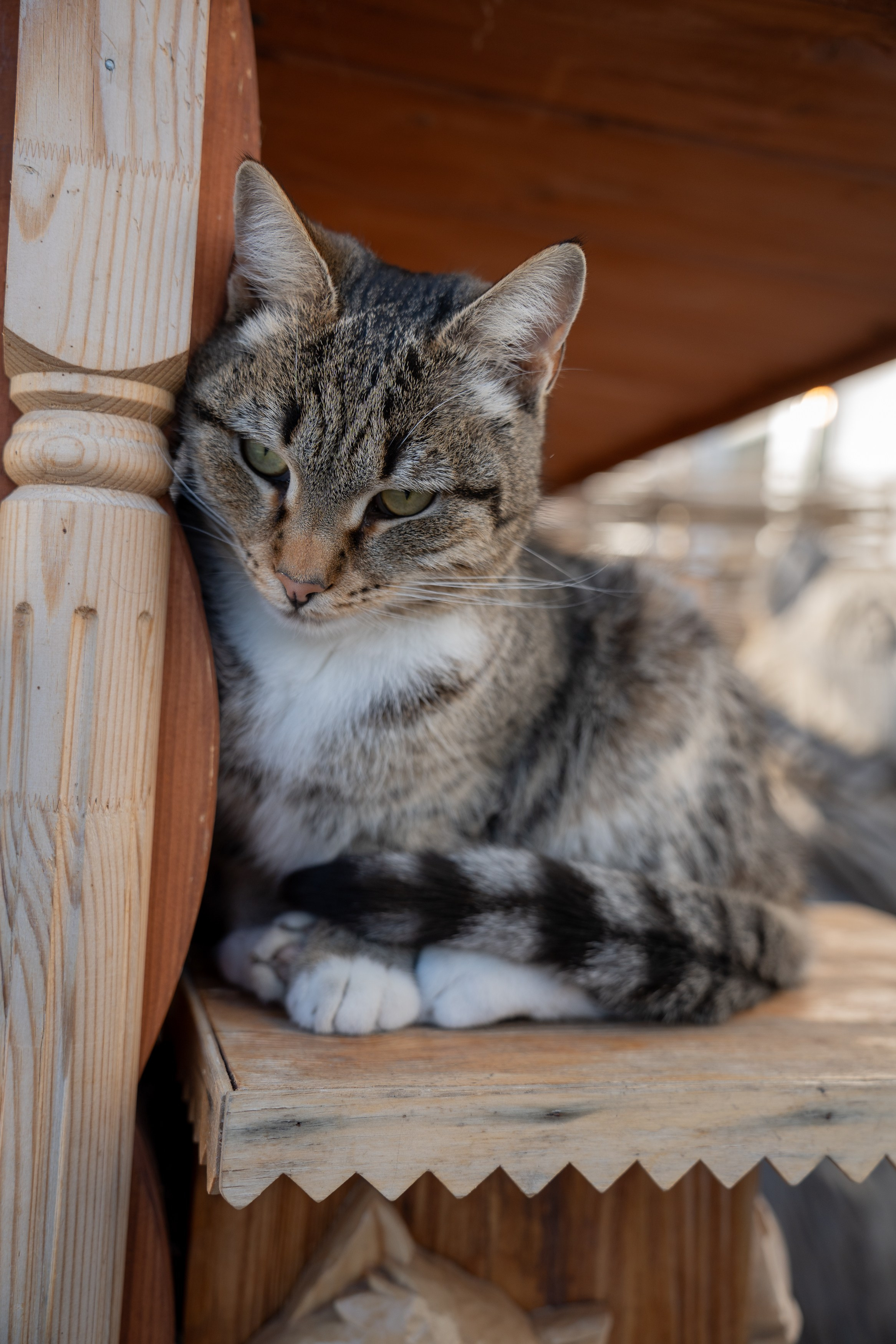 Анимализм. Портретный фотограф Олеся Владимирова в Москве