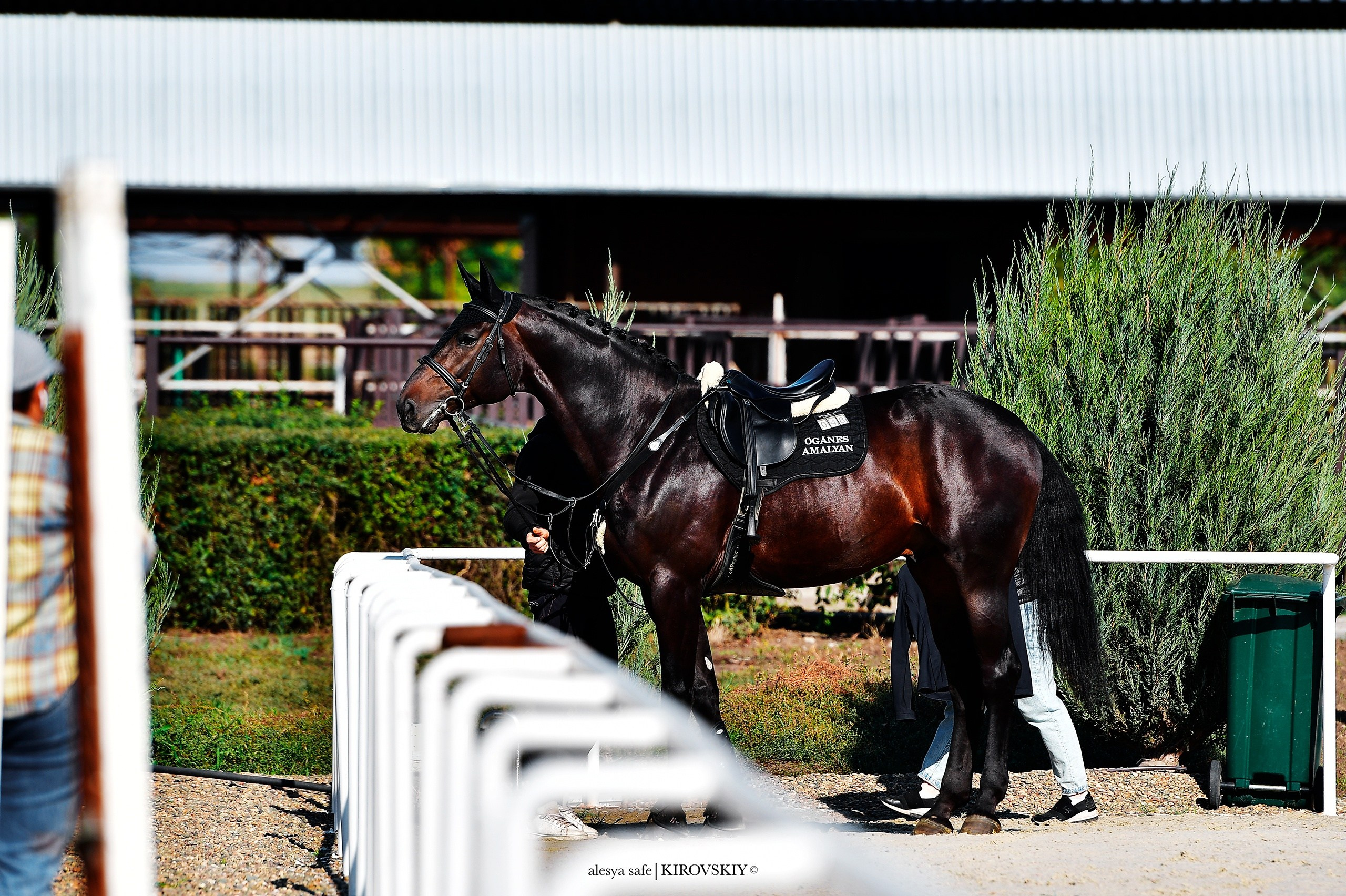 Кировский конный завод. Конный фотограф Alesya Safe
