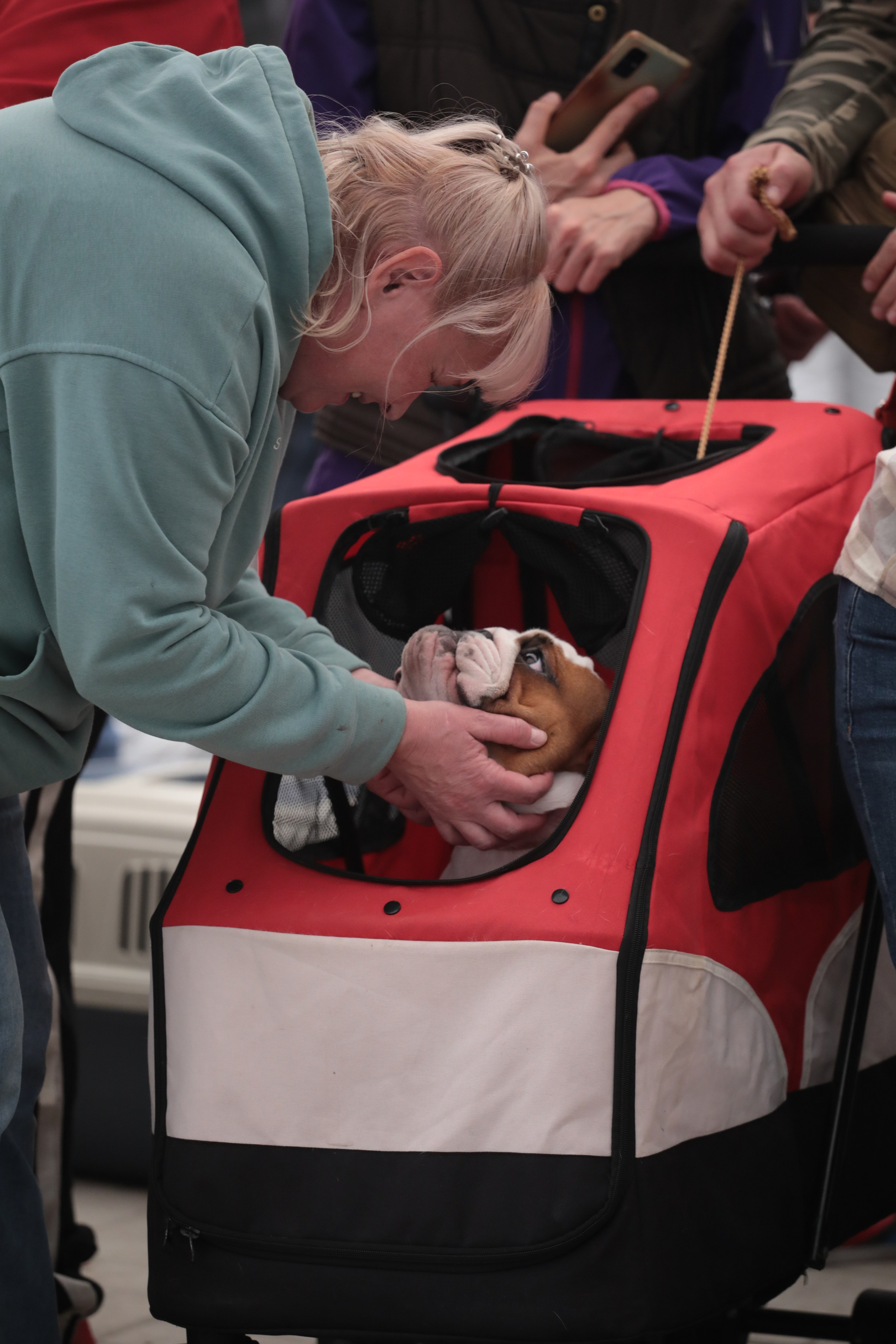 Выставка собак РКФ. Фотограф Екатерина Козловская