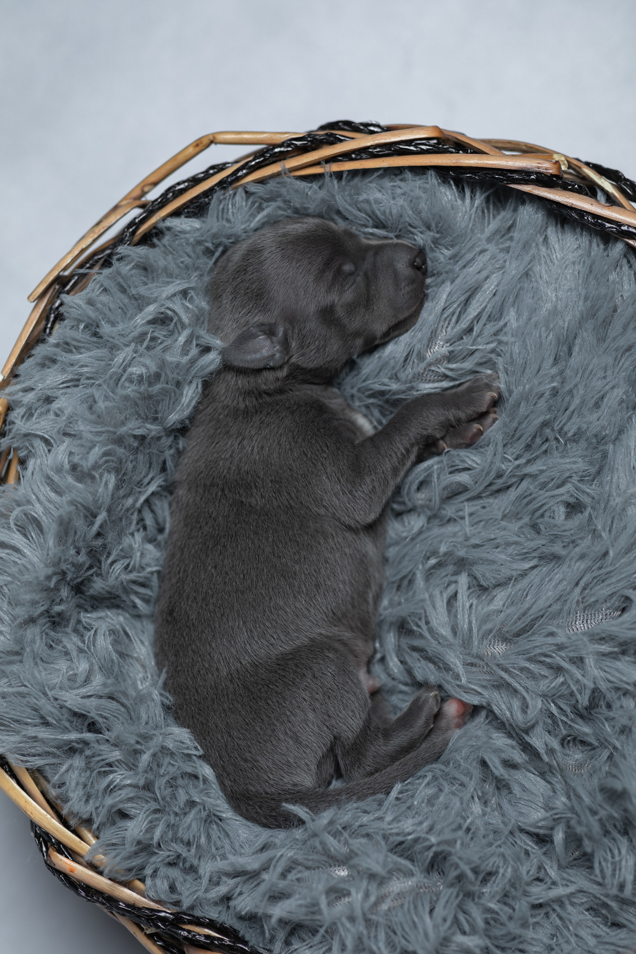 Фотосъемка фотосессия домашних животных собак кошек в Сургуте, пгт.Федоровский