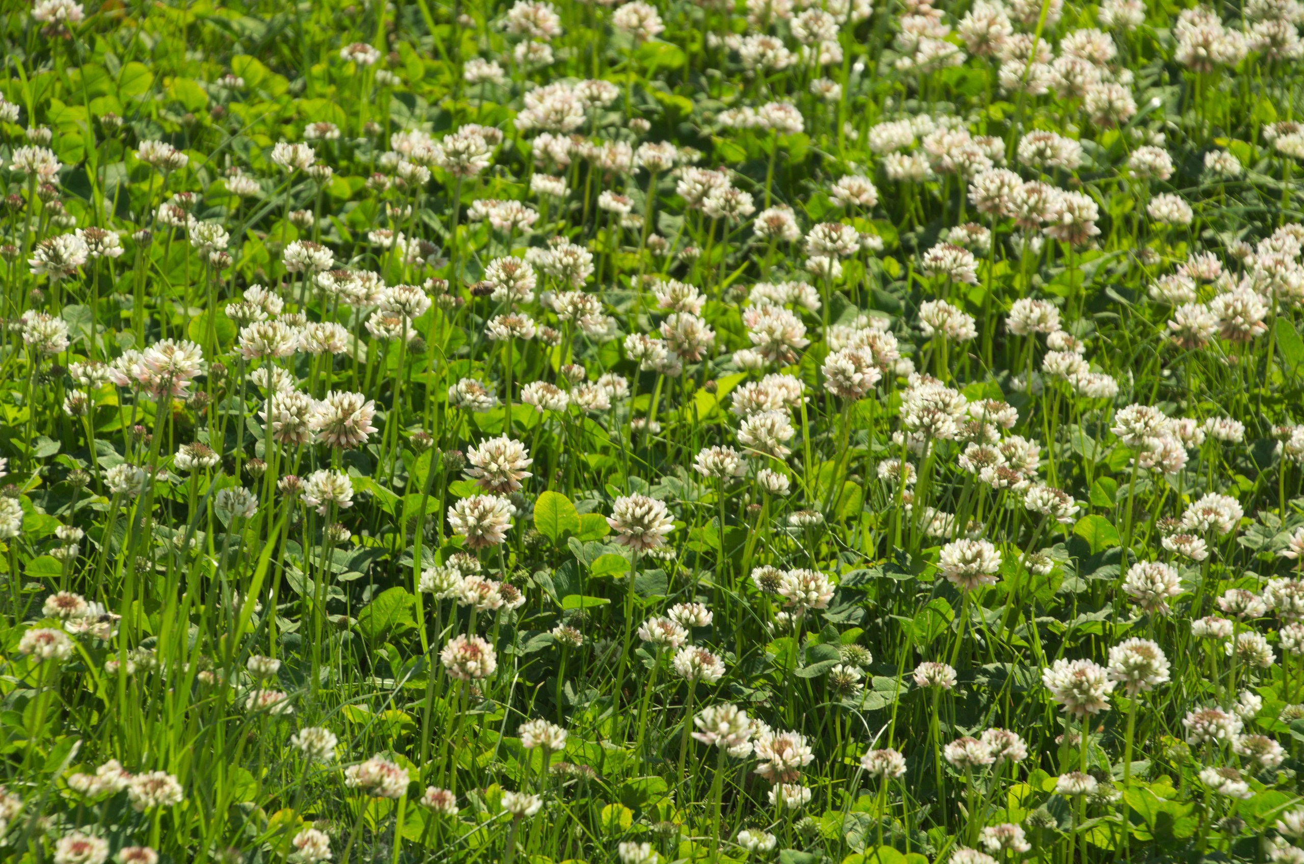Таруса+Серпухов | 18.06.2017. Галерея Фантим