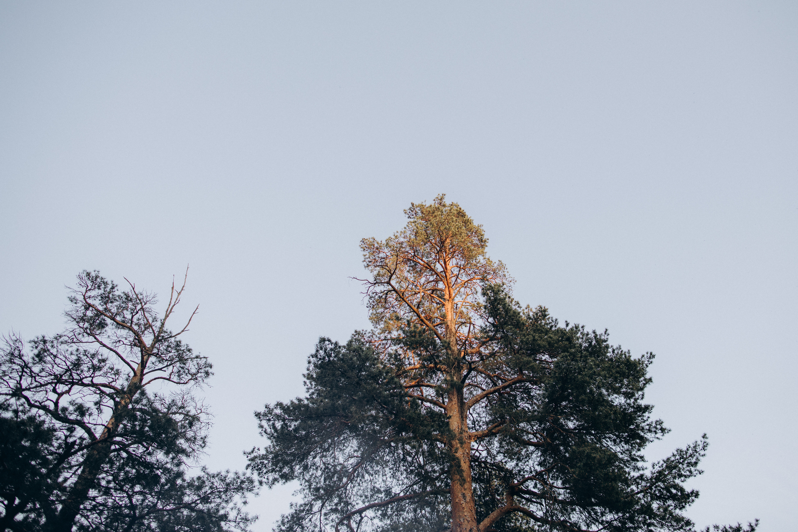 Григорий Ирочка и Антошка. Портретный фотограф в Москве и МО Зимина Татьяна