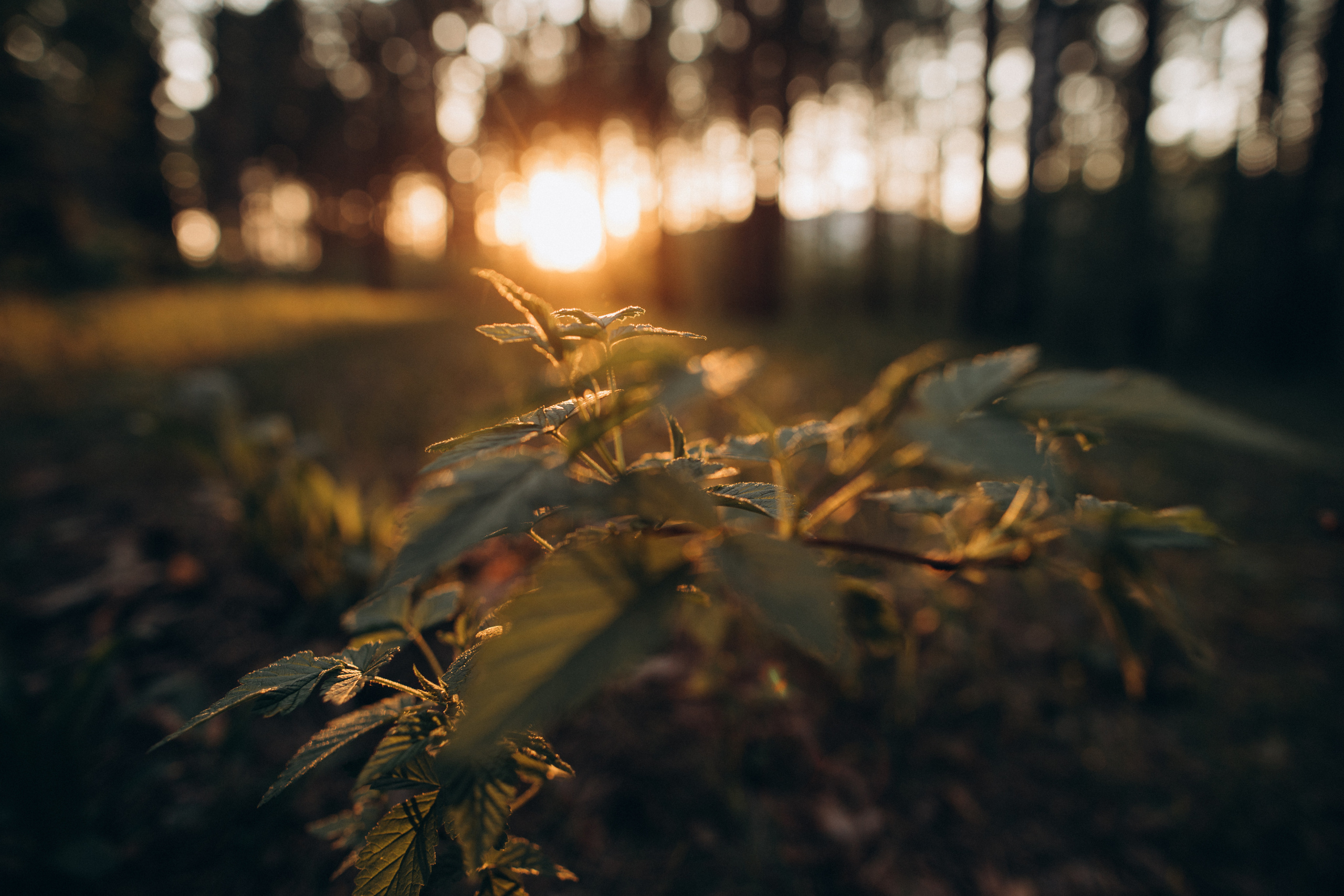 Григорий Ирочка и Антошка. Портретный фотограф в Москве и МО Зимина Татьяна