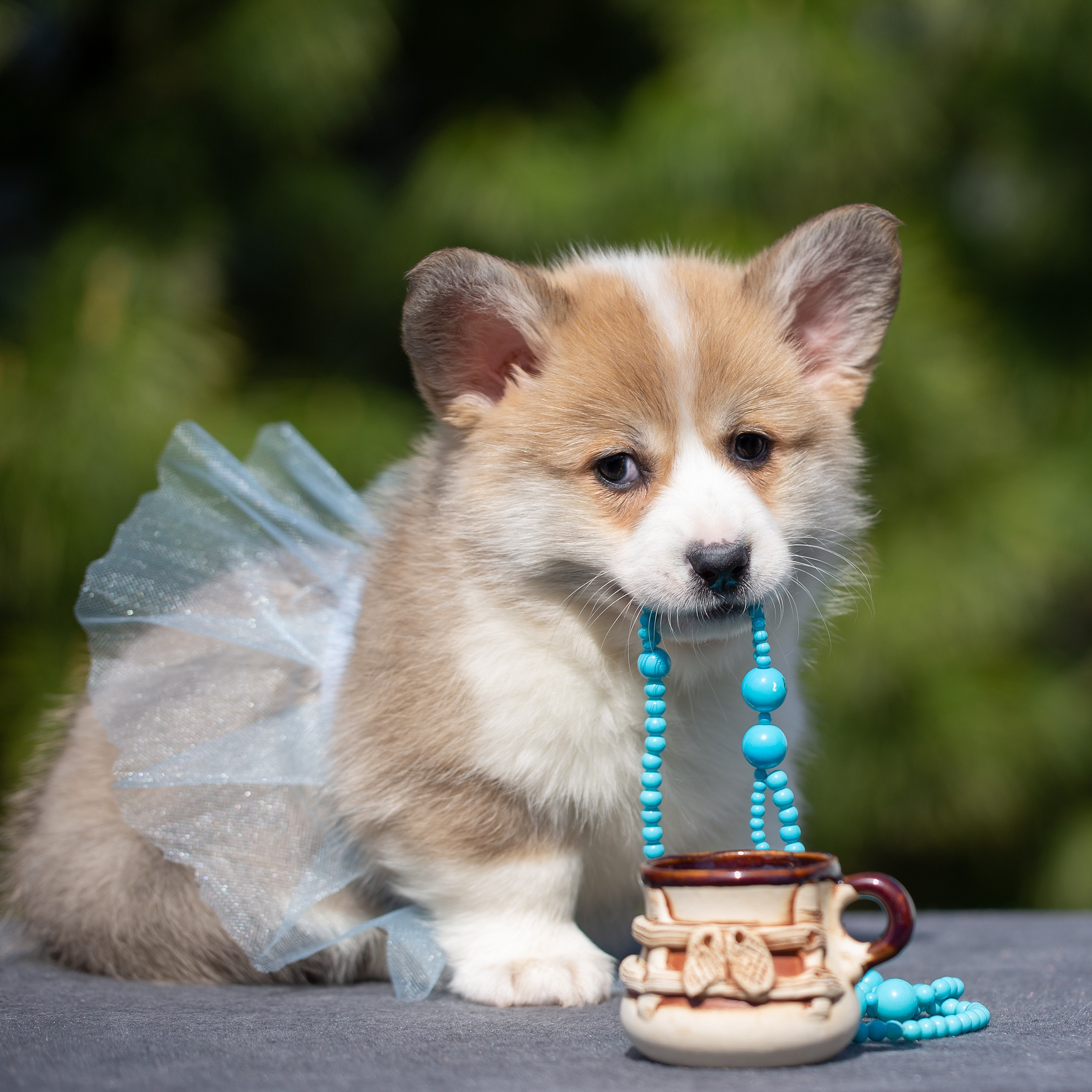 Фотограф анималист в Санкт-Петербурге Ирина Ковалева