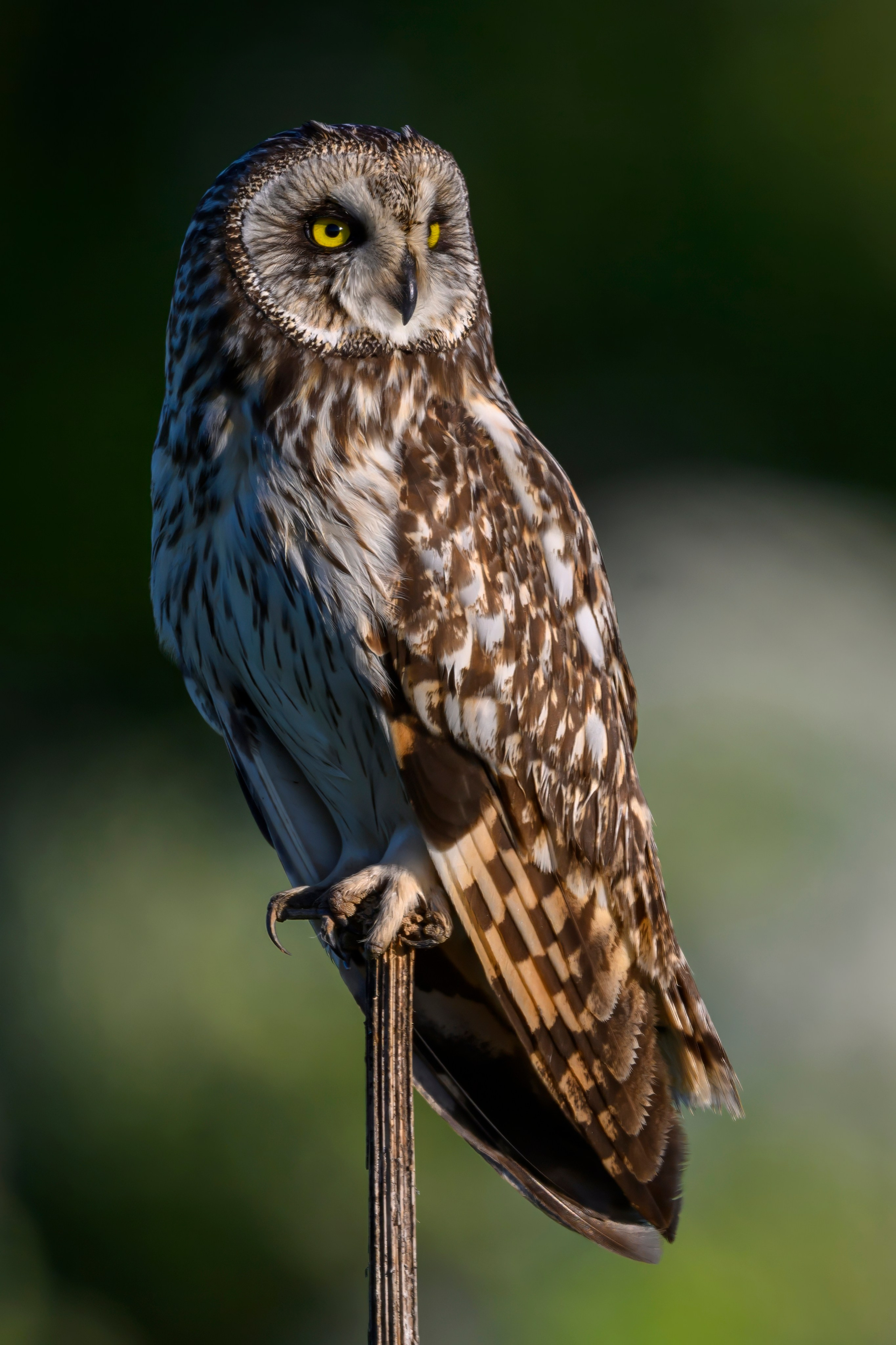 Совы и заяц. Фотограф Сергей Пупонин