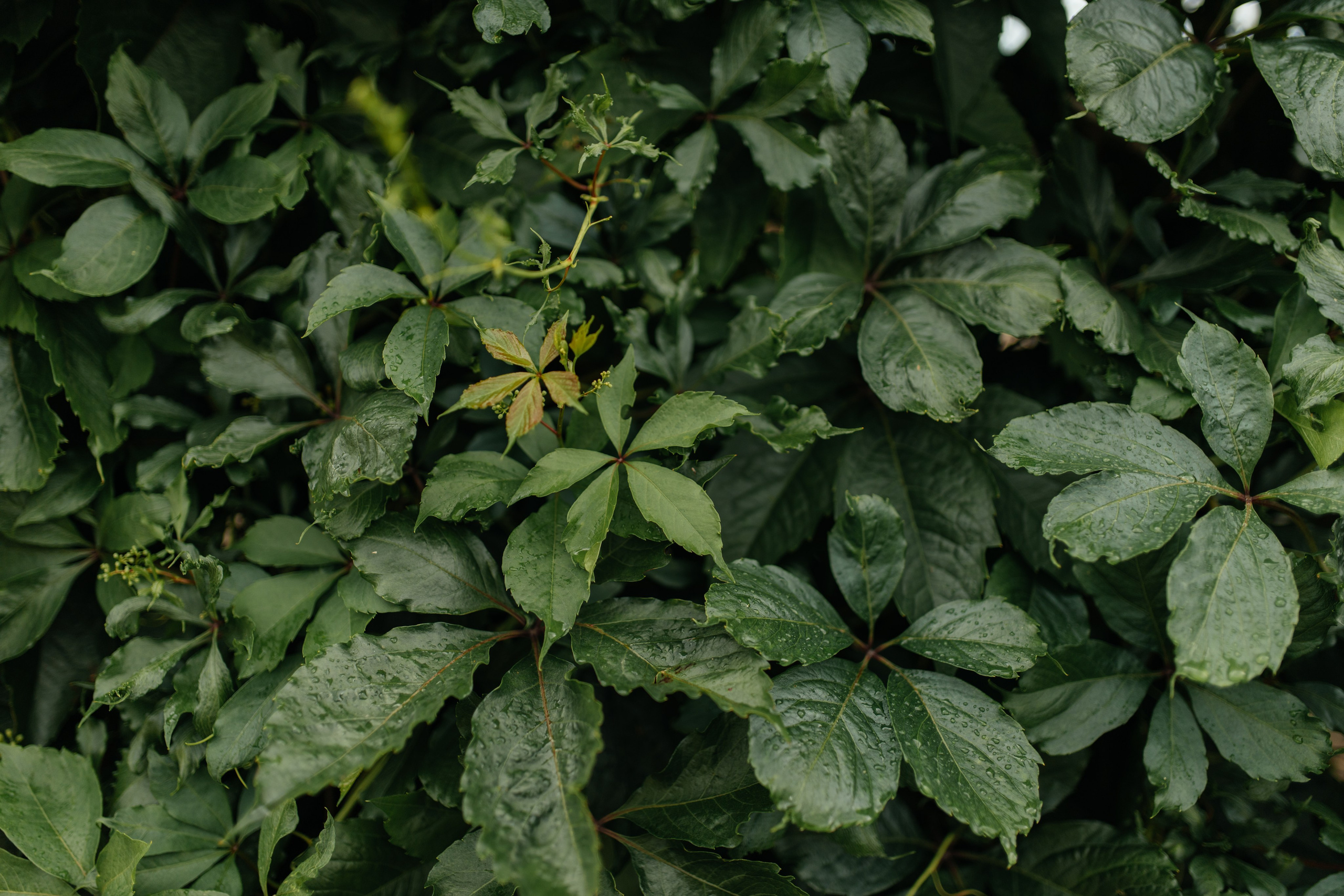 LEV & ANASTASIA. Свадебное ФОТО & ВИДЕО Москва/Липецк