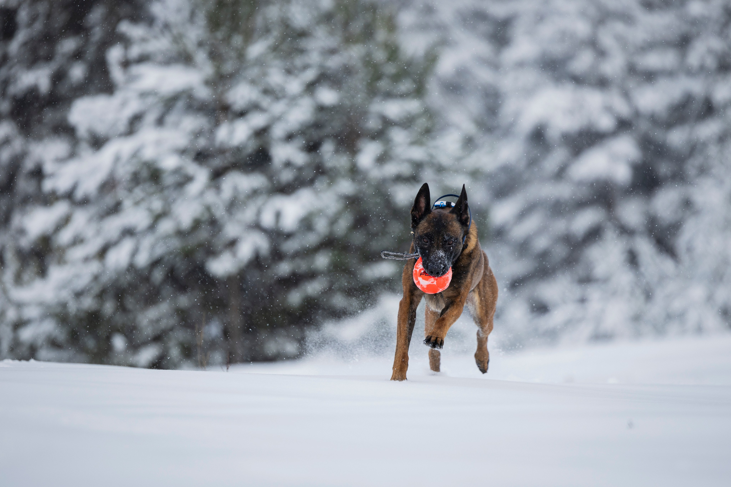 Рики. Фотограф-анималист Анна Маринич