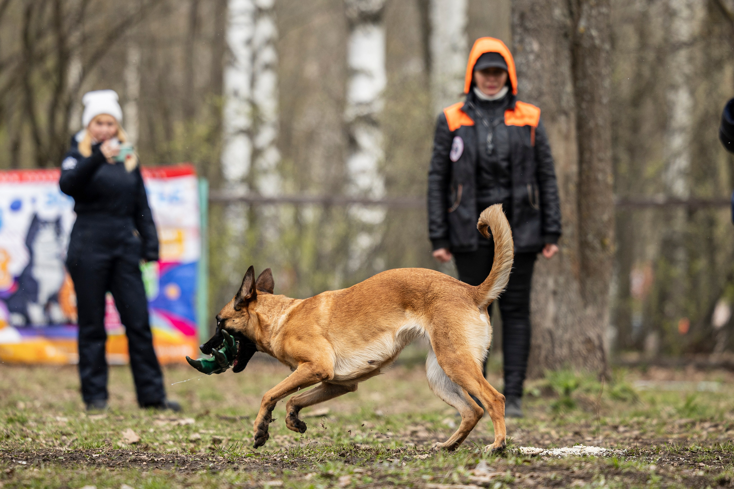 Квалификационные состязания по мондьорингу г. Вологда 11.05.24. Фотограф-анималист Анна Маринич