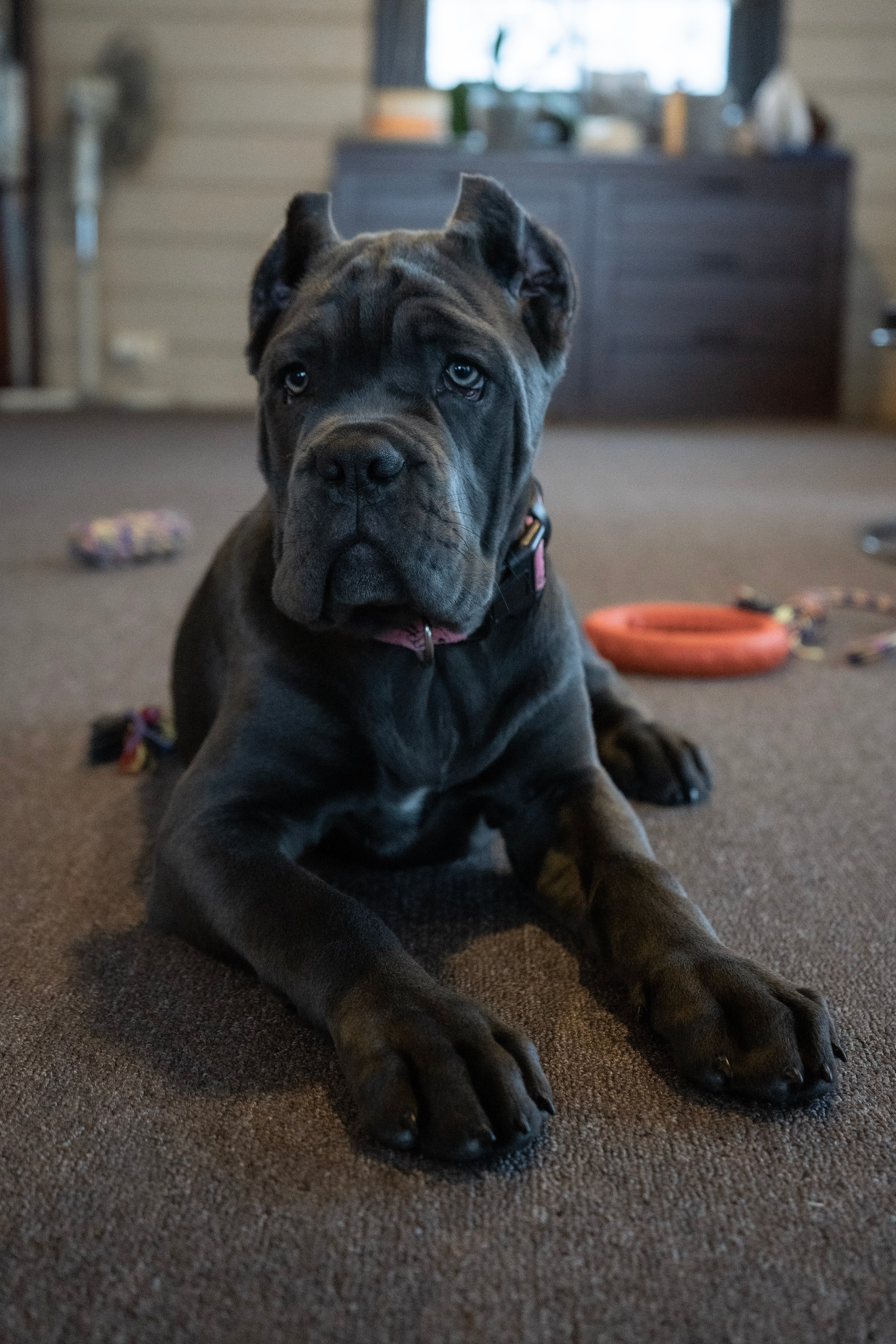 Фотосессии Пушистиков. Фотограф в Санкт-Петербурге Виктория Барышникова