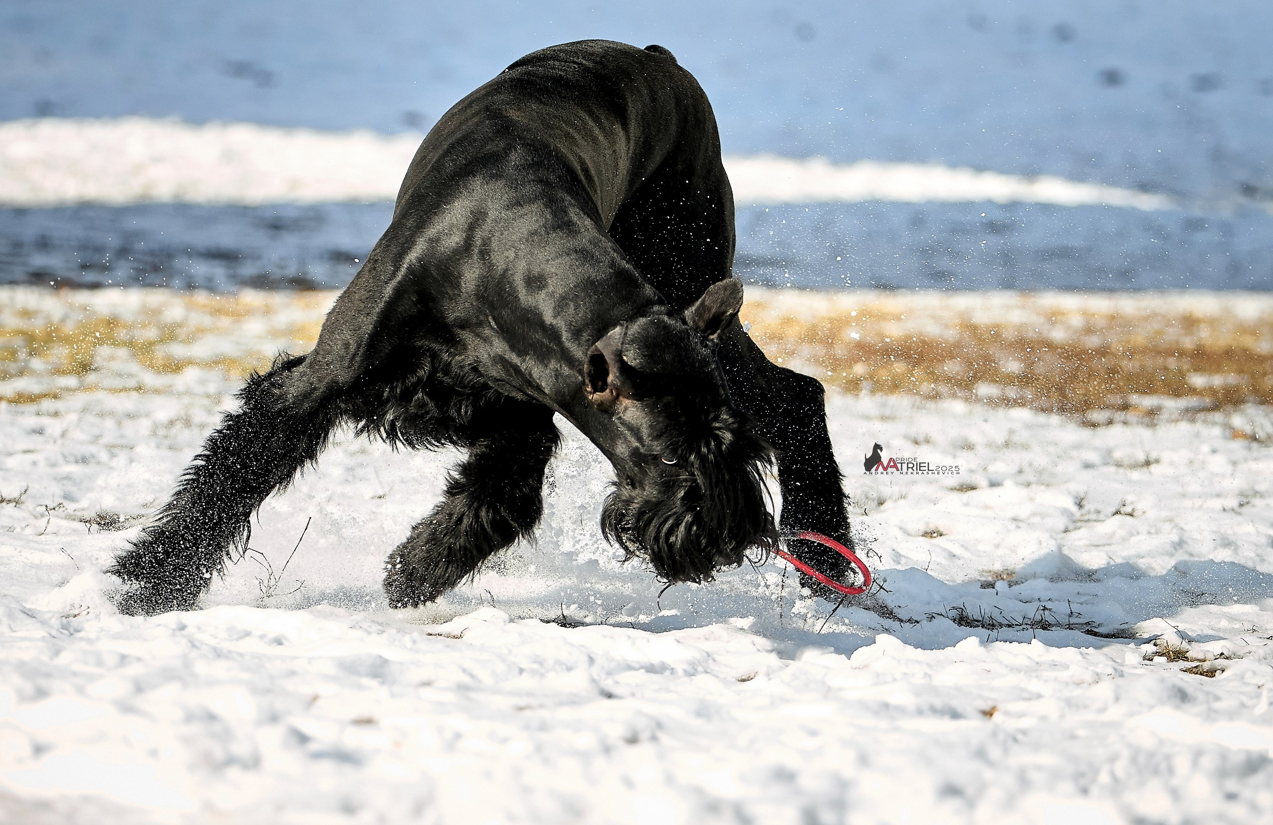 Фотопрогулка с ризеншнауцером