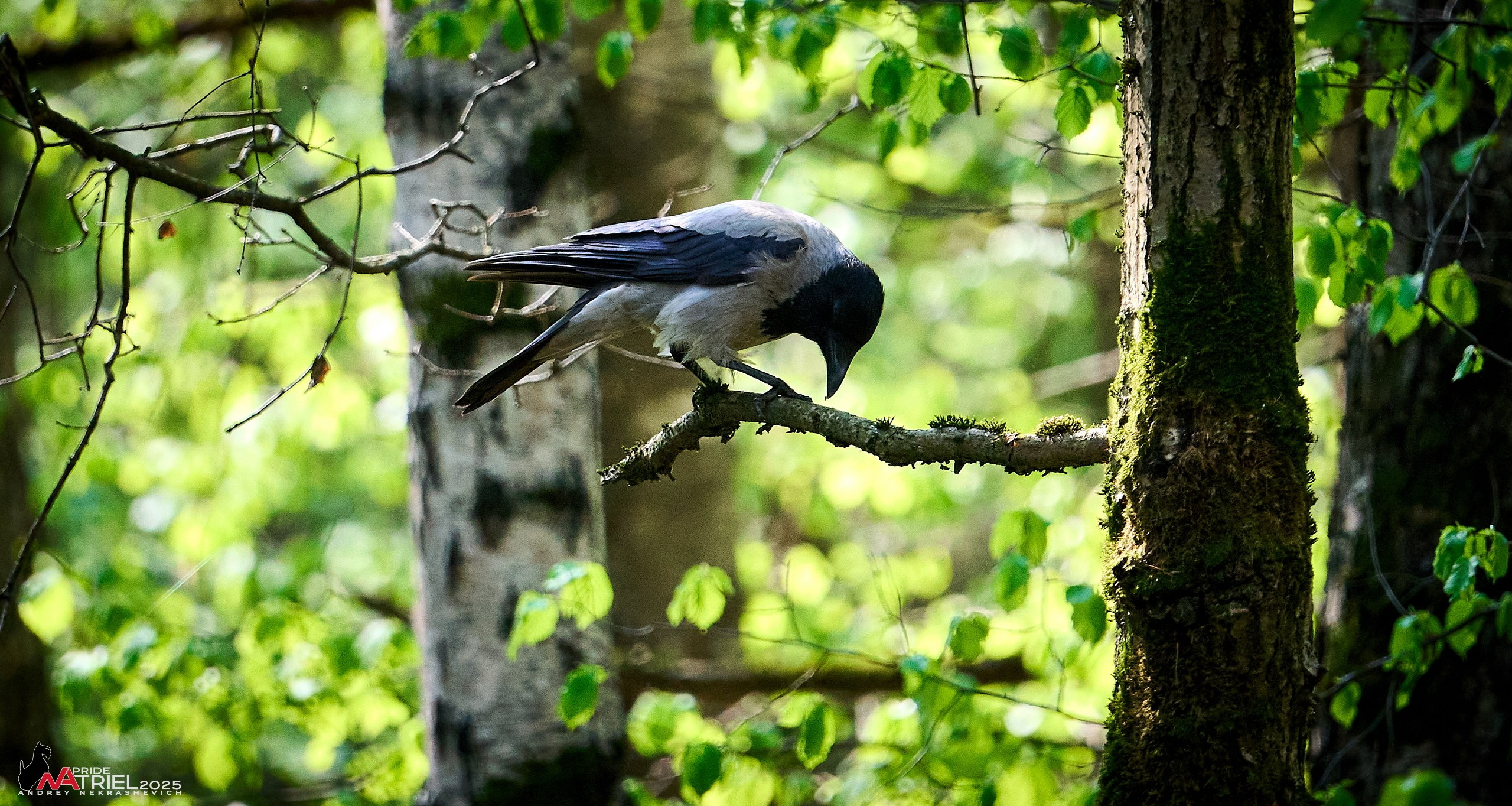 Съемка в майском лесу