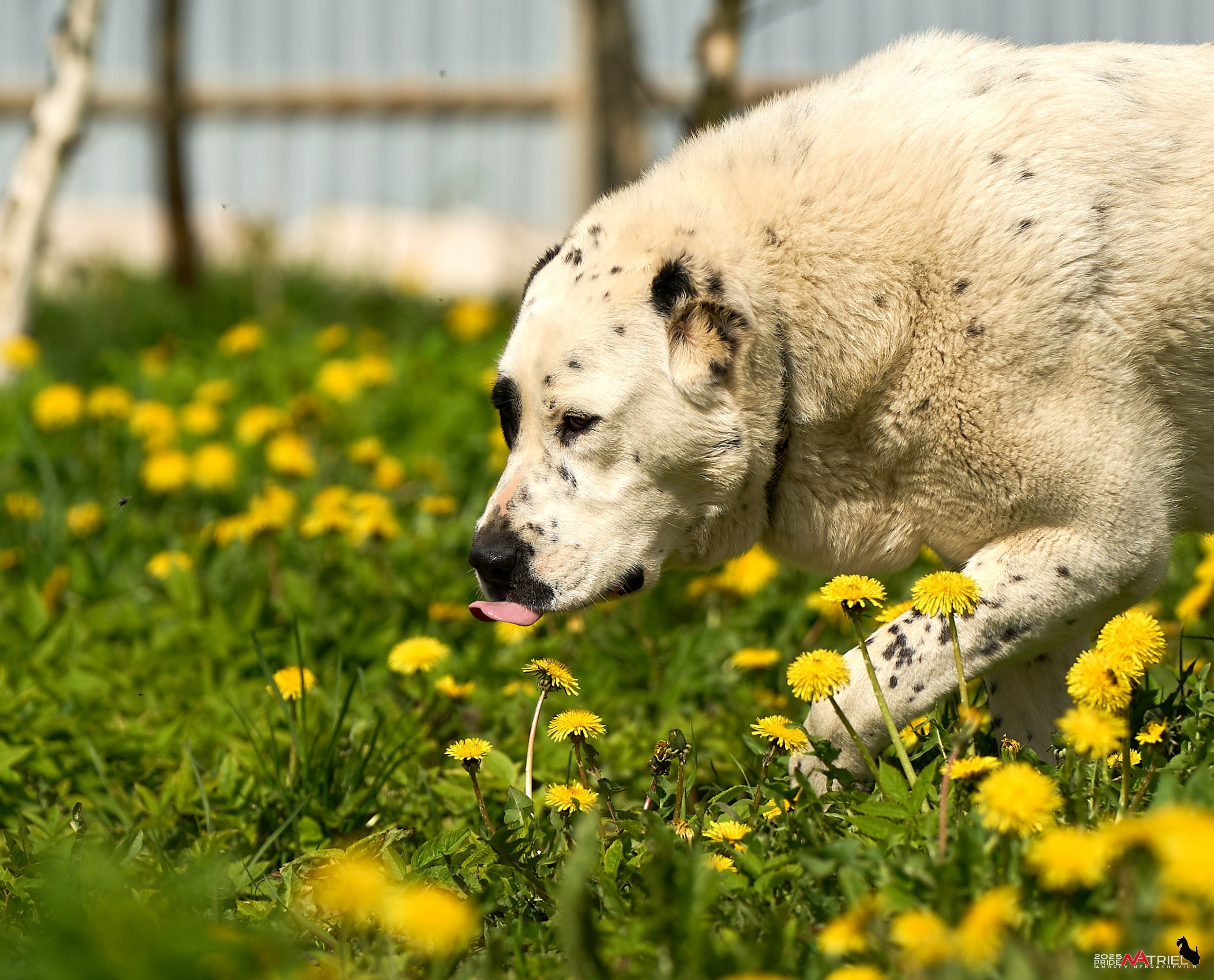 Съемка в питомнике