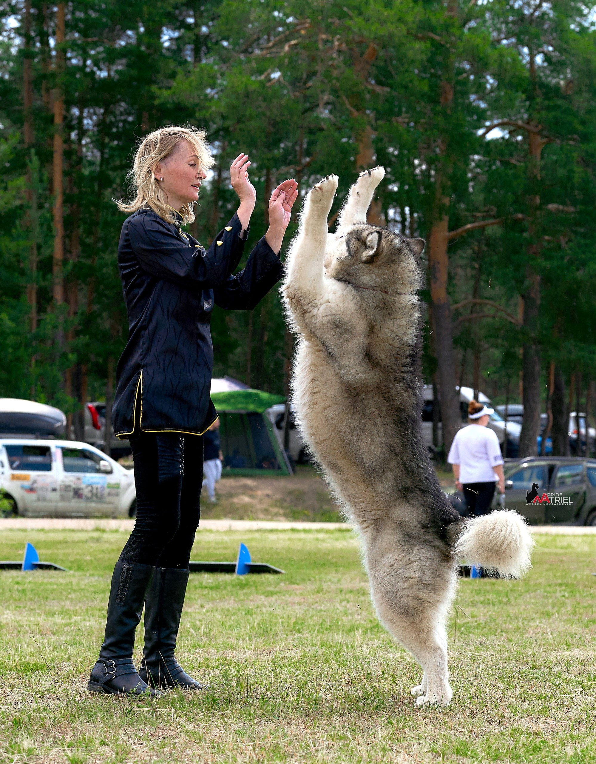 Обидиенс и танцы с собаками — галерея NATRIEL