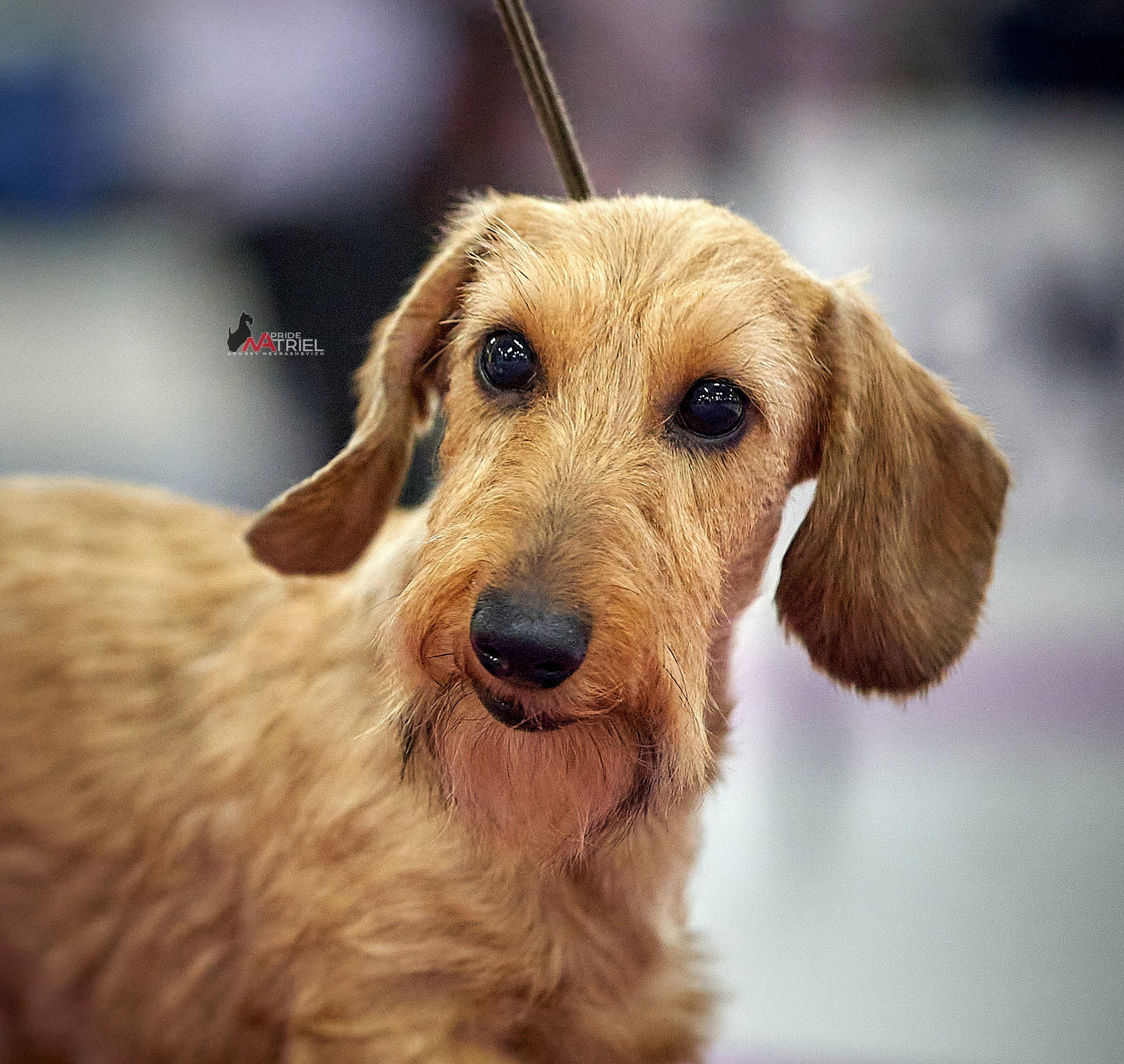 Портреты собак — галерея NATRIEL