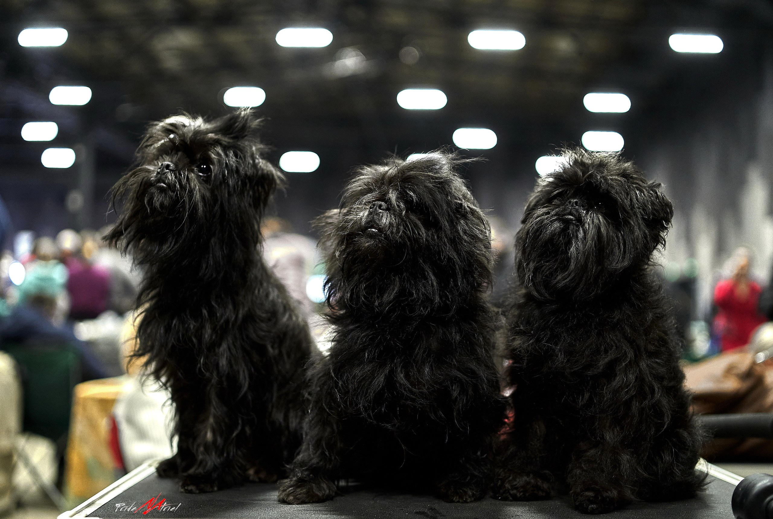 Картинки с выставки — галерея NATRIEL