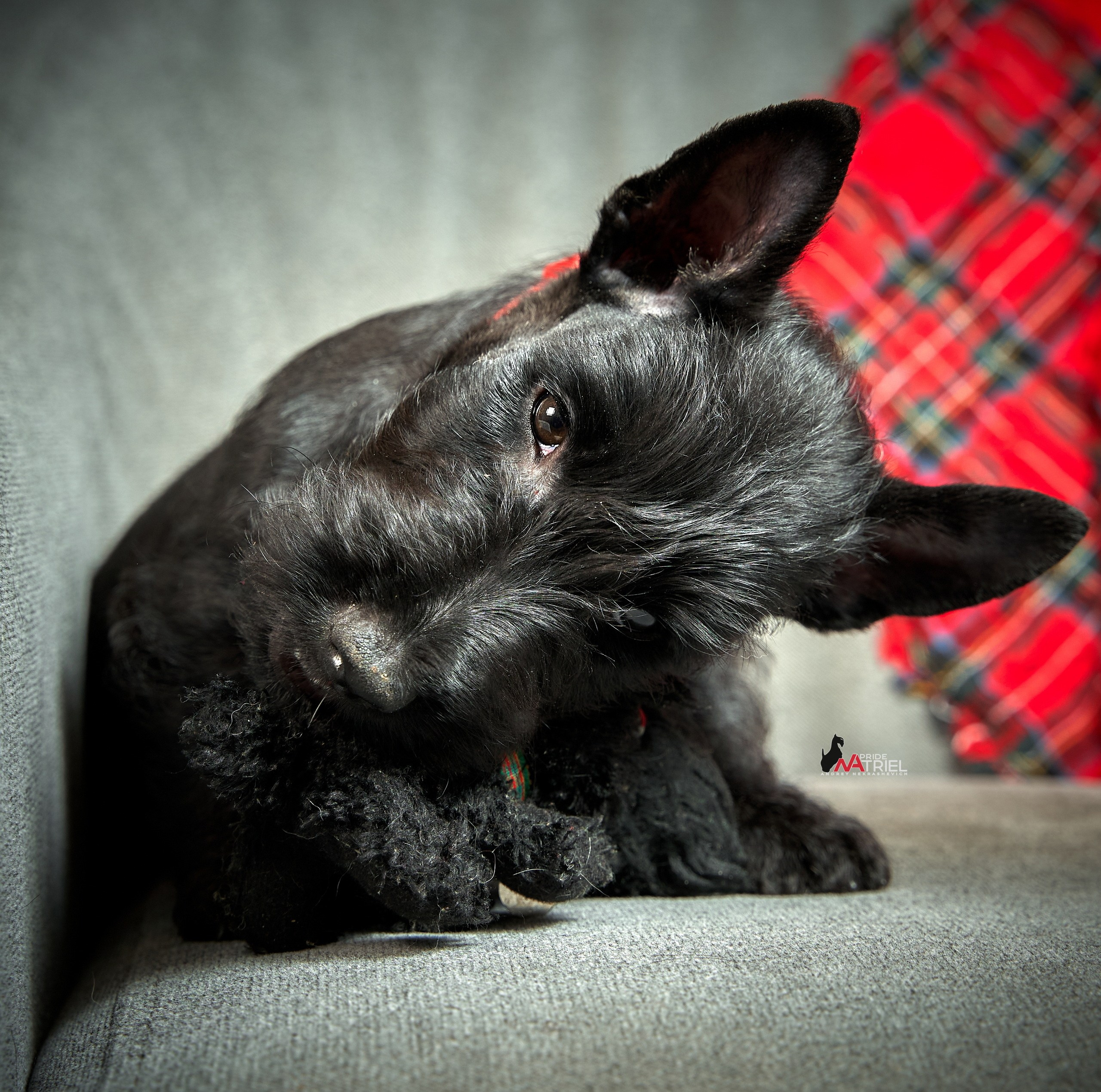 Щенки дома — галерея NATRIEL