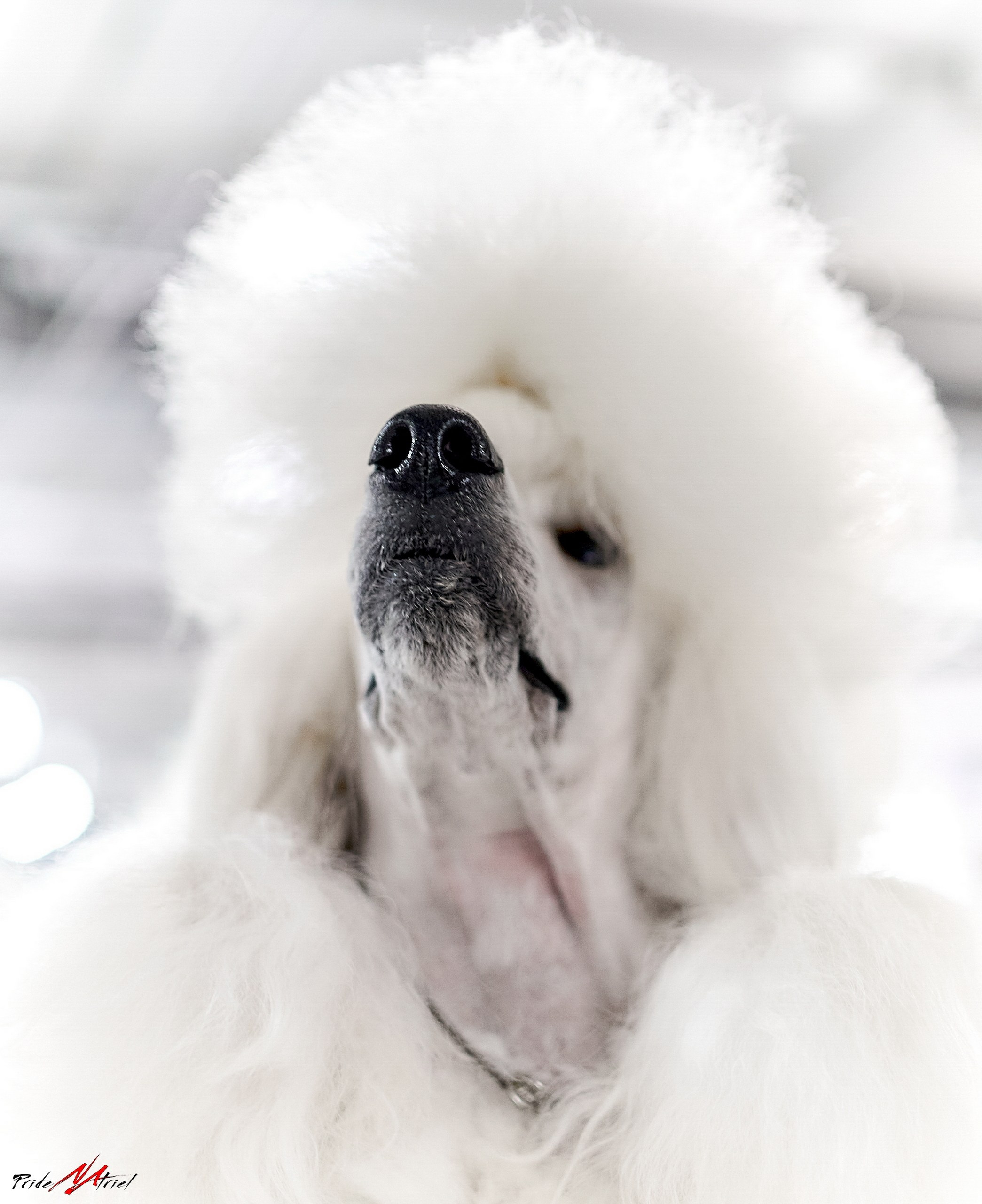 Портреты собак — галерея NATRIEL