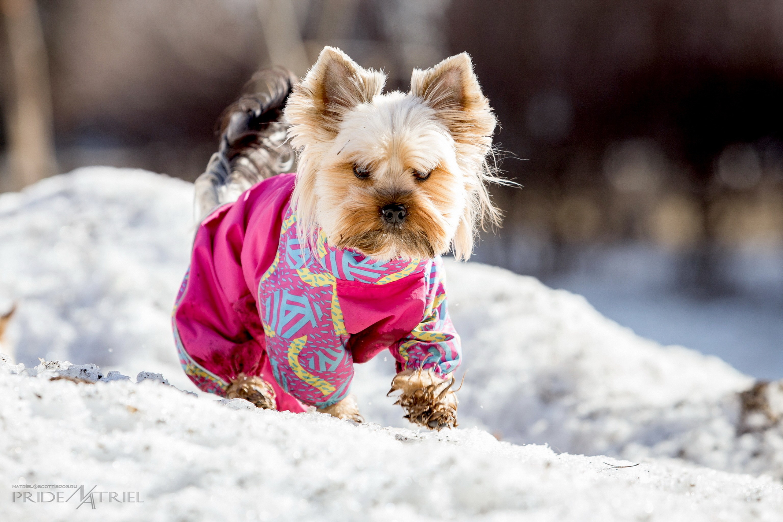 Йоркширский терьер Циля