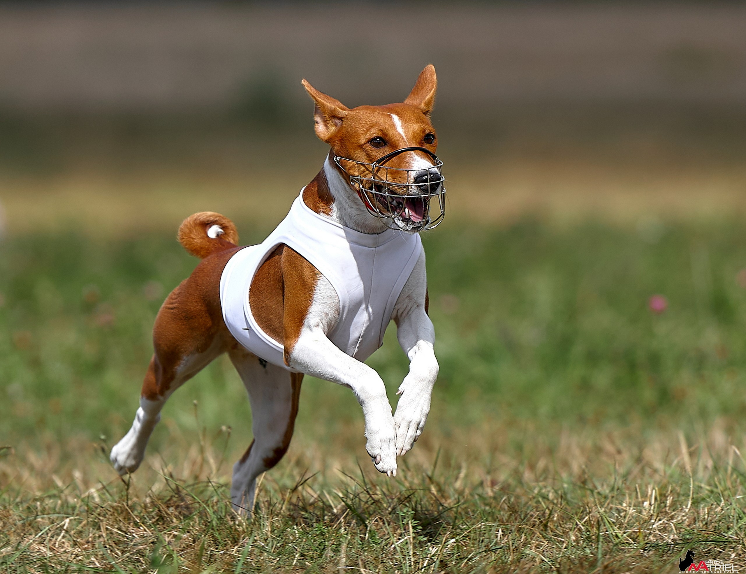 Съемка курсинг — галерея NATRIEL