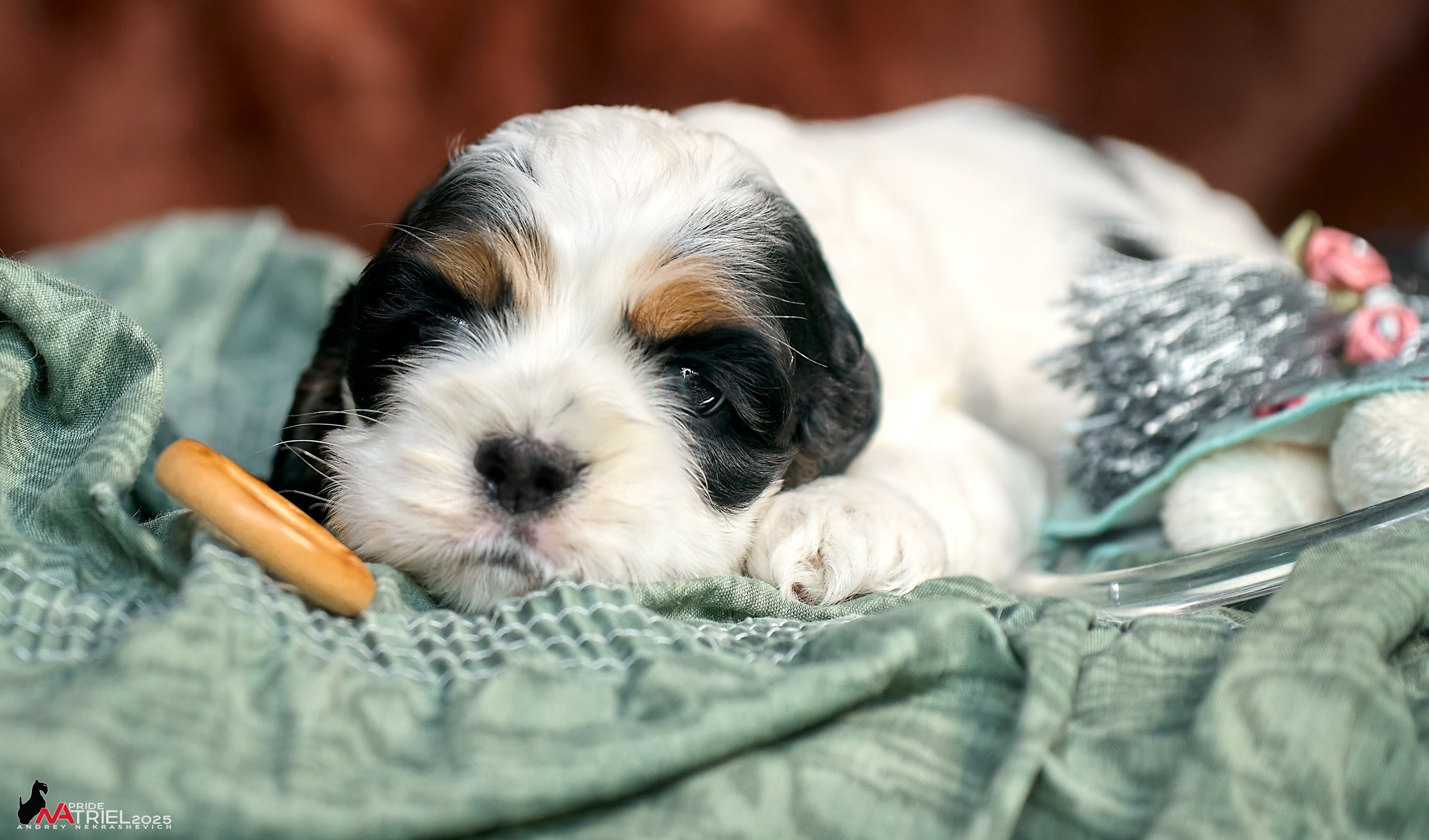 Щенки АмКокеров