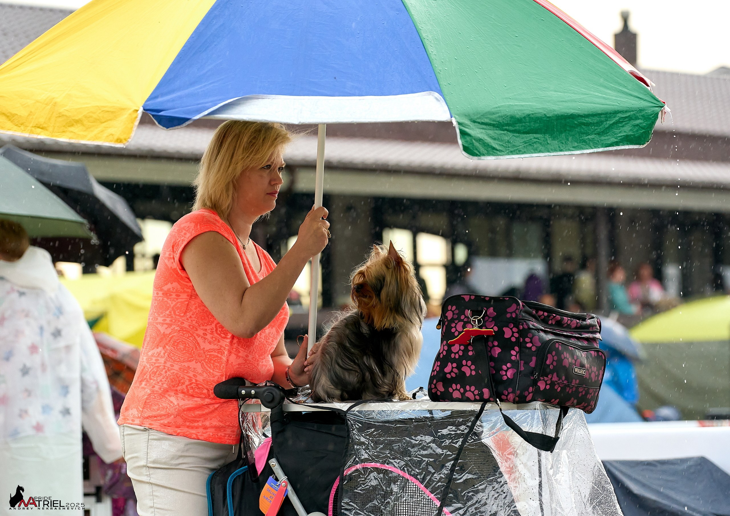 Выставка собак РОССИЯ — 2025