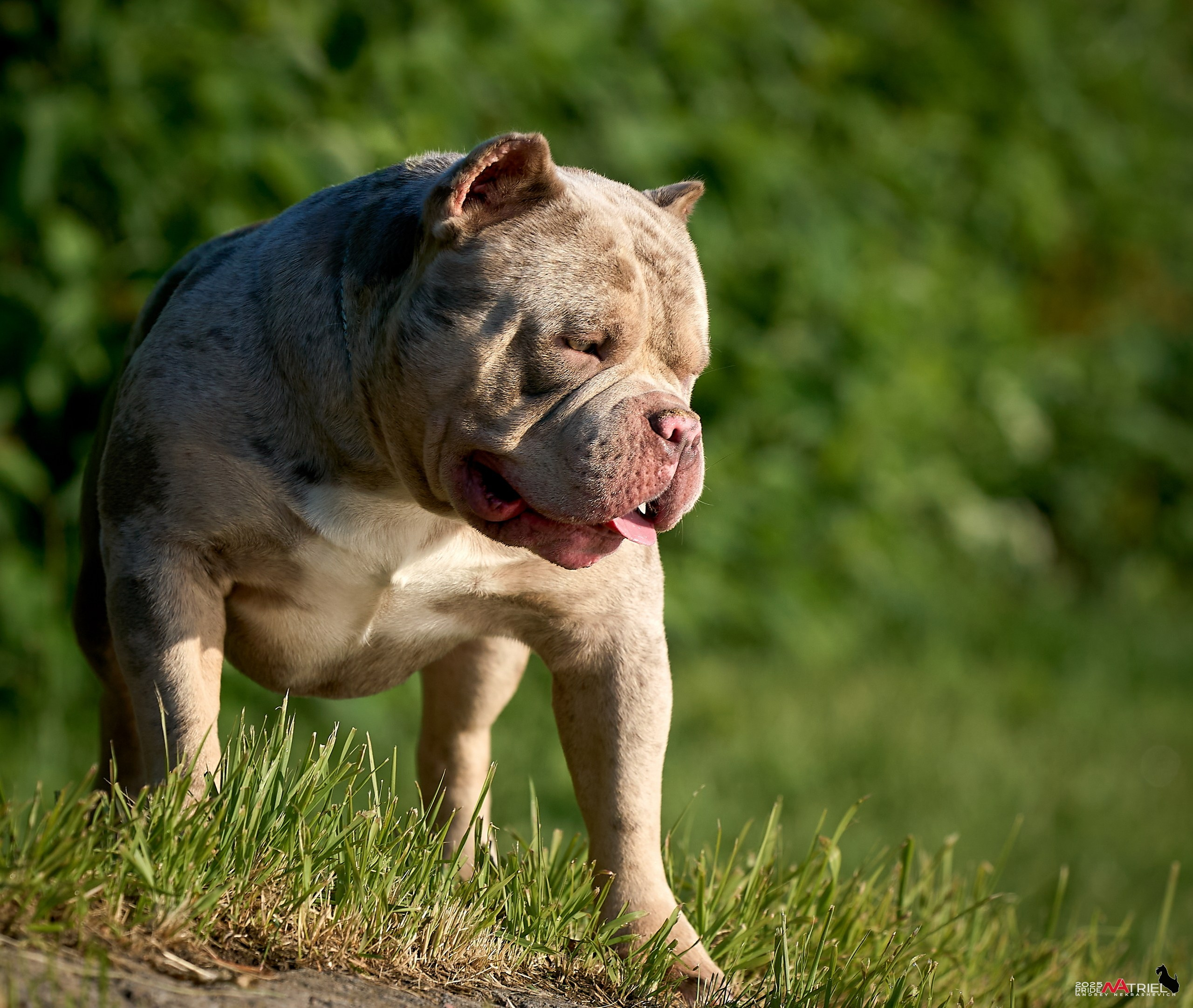 Съемка собак породы булли на природе