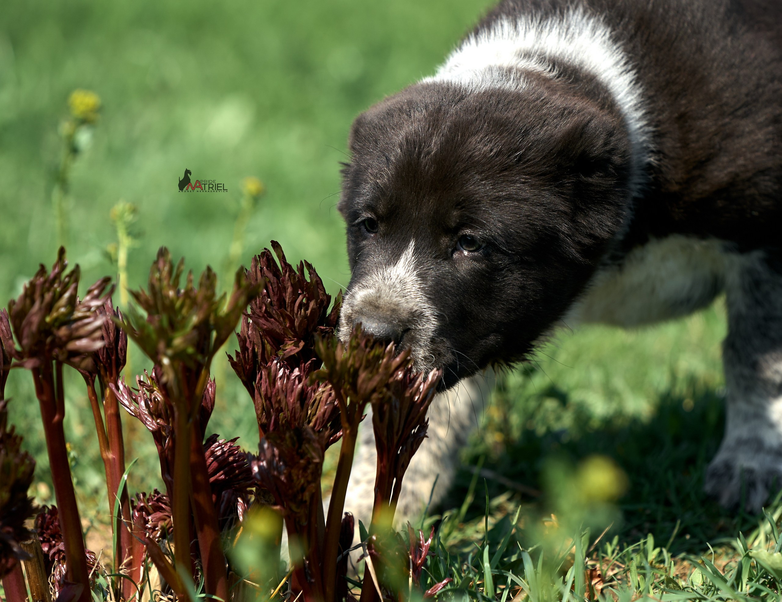 Среднеазиаты — щенки и взрослые