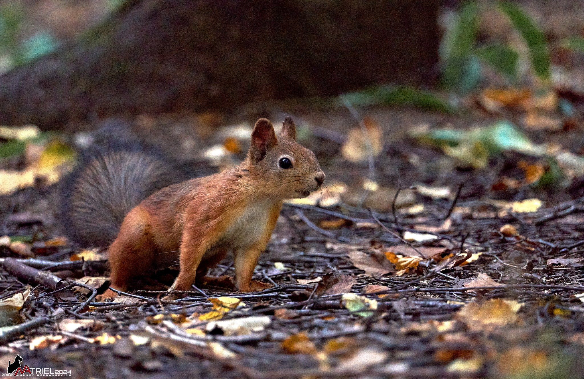 Фотопрогулка на природе