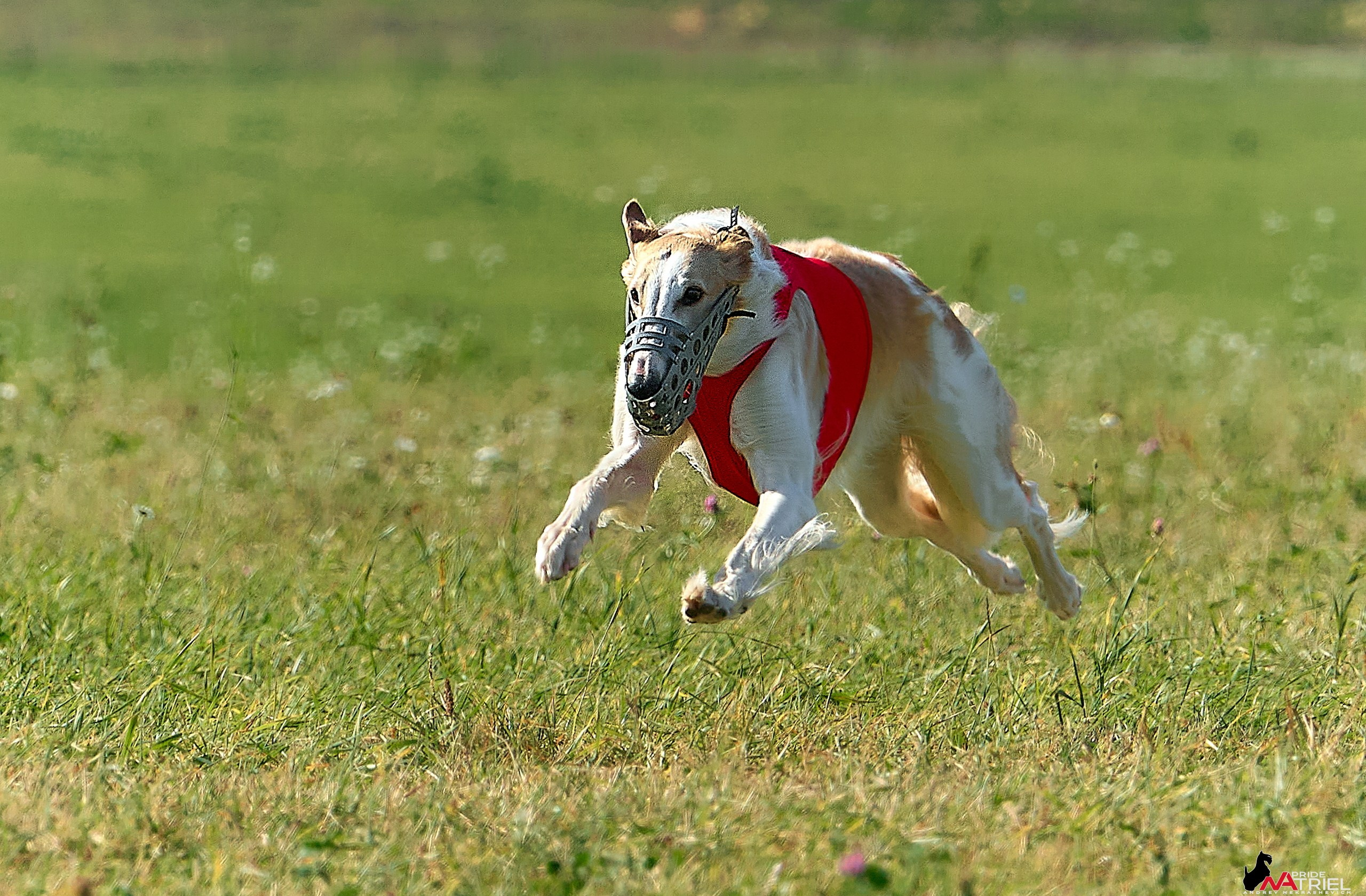 Съемка курсинг — галерея NATRIEL